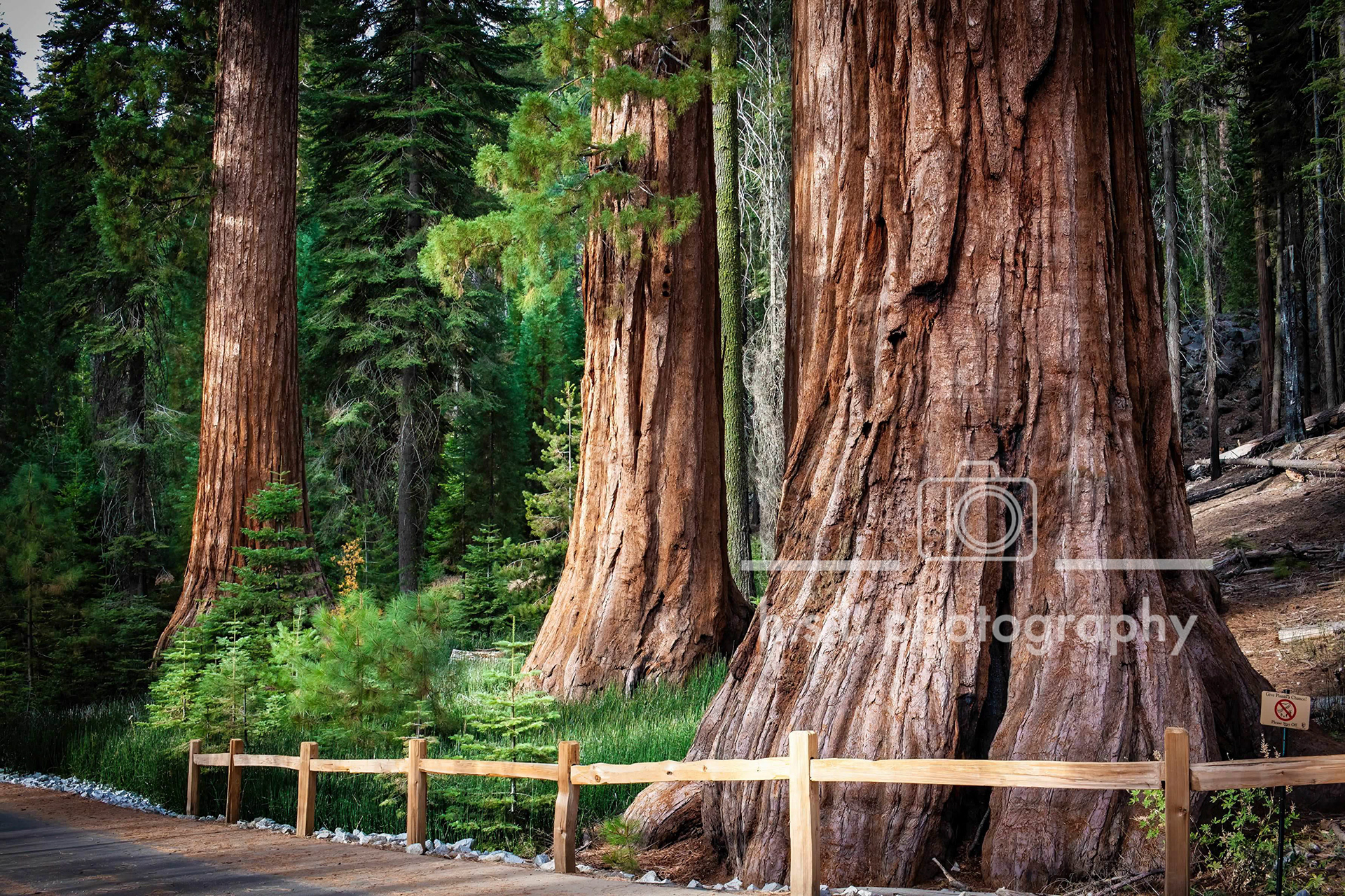 Mariposa Grove, California