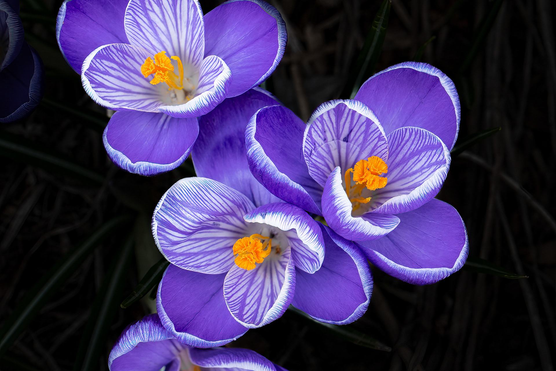 Purple Crocus