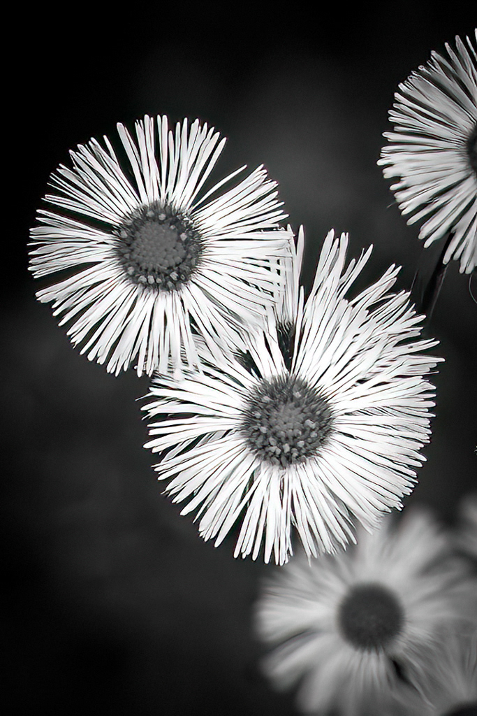 BW Aster