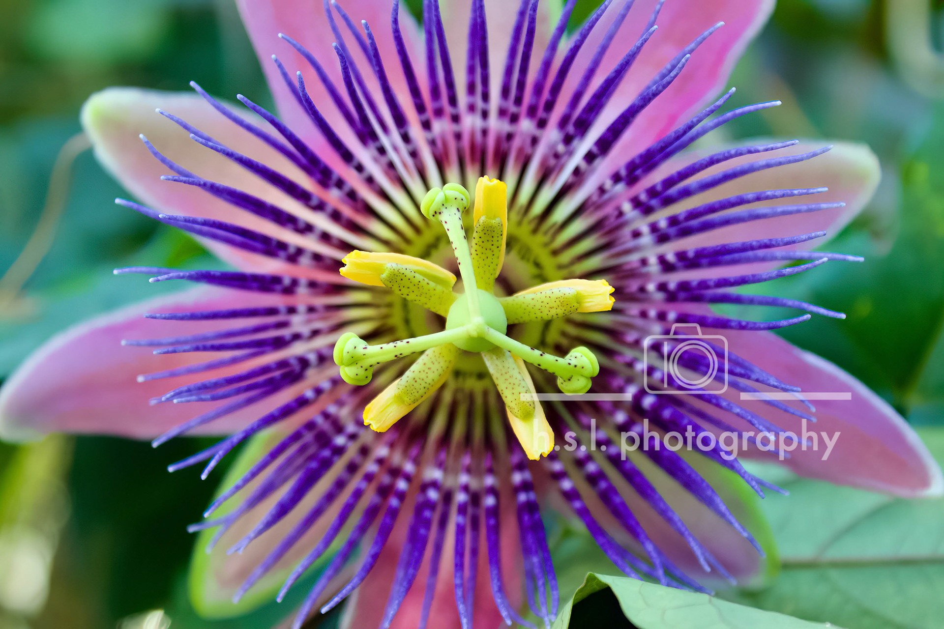 Passionflower
