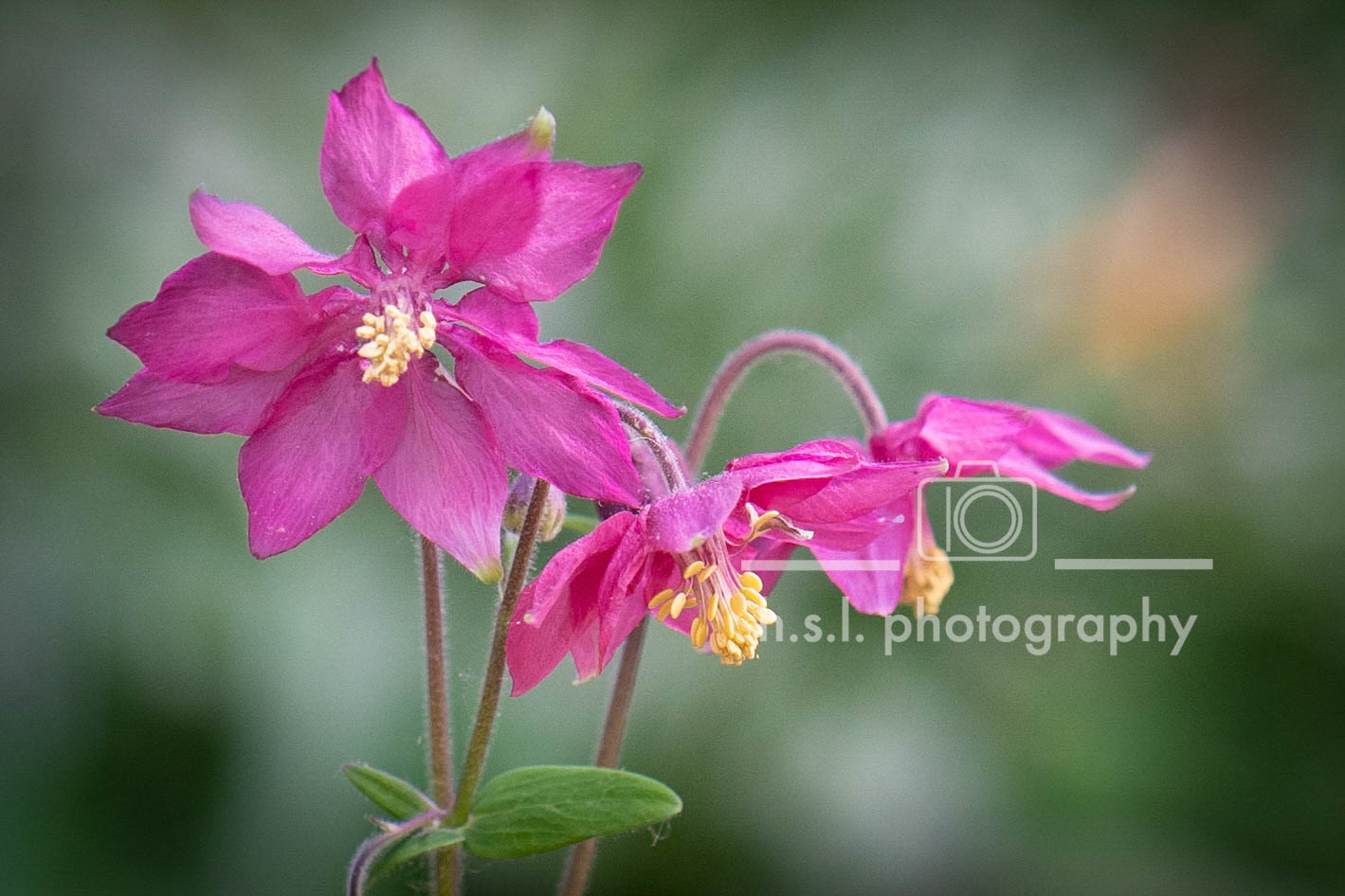 Pink Columbine