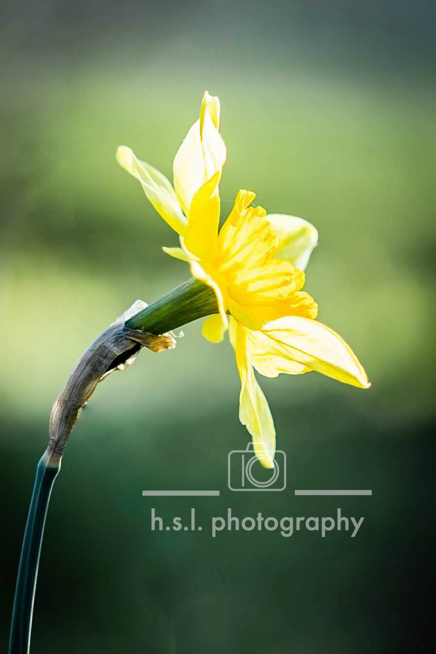 Daffodil