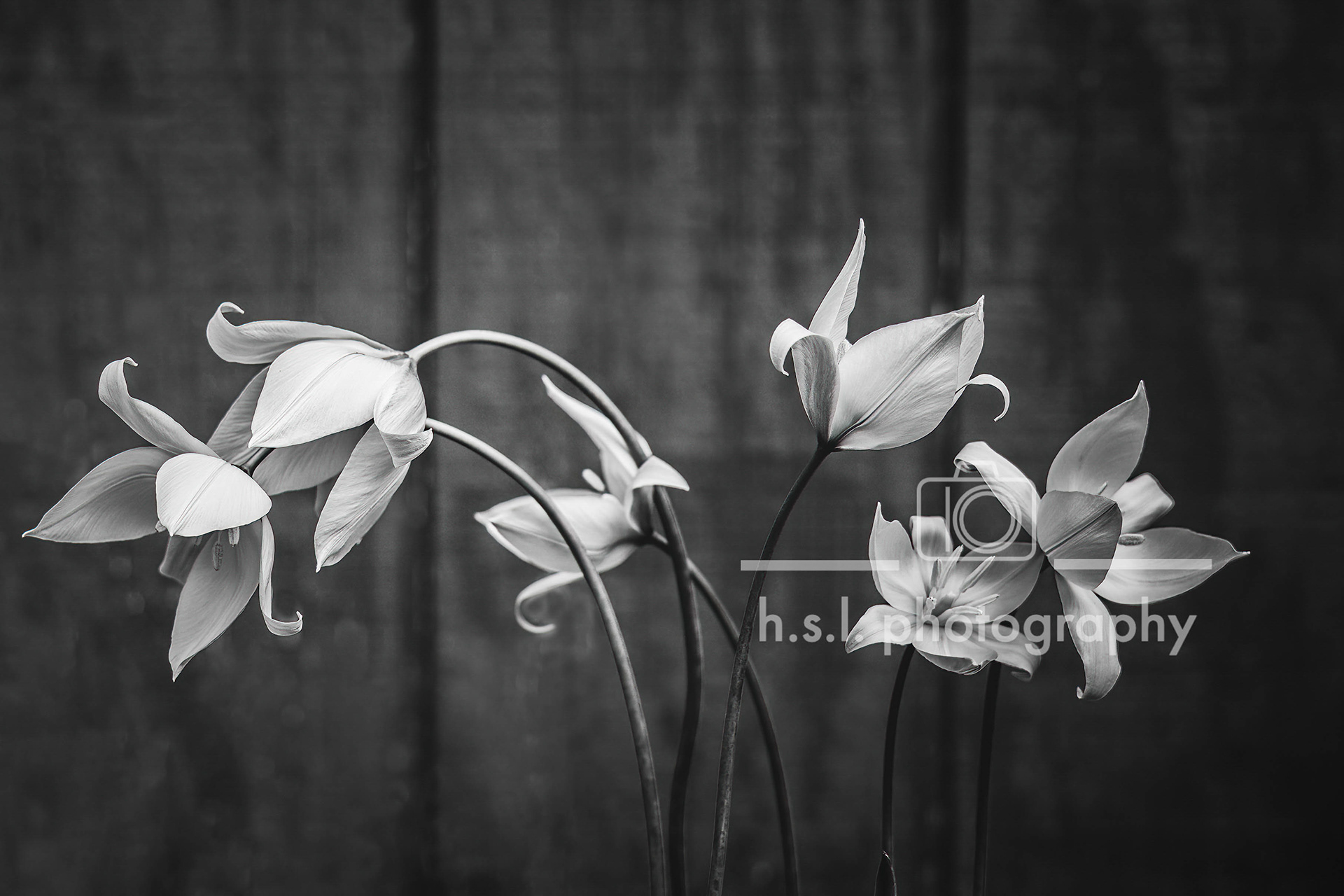 BW Wild Tulips