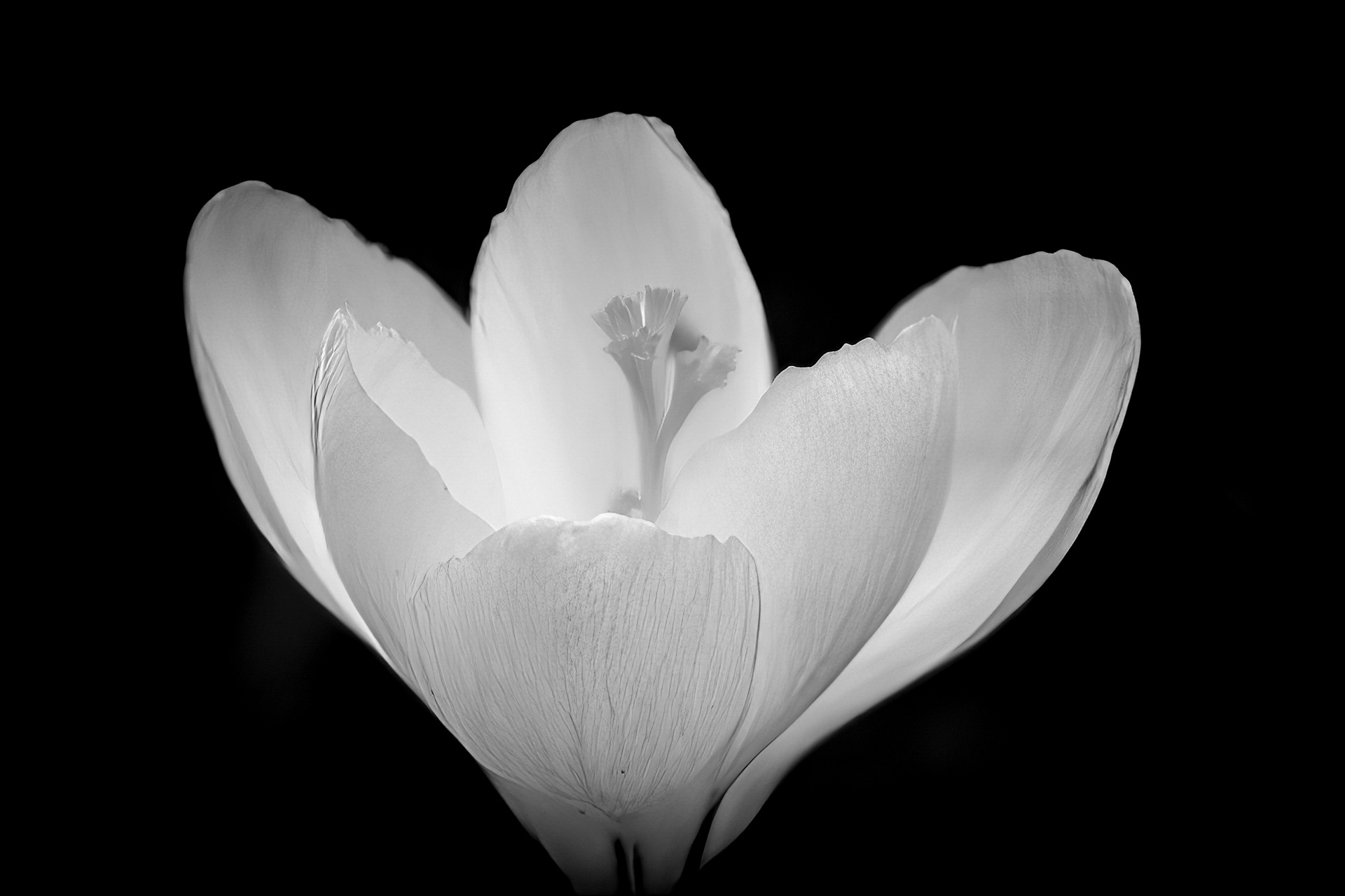 BW Crocus