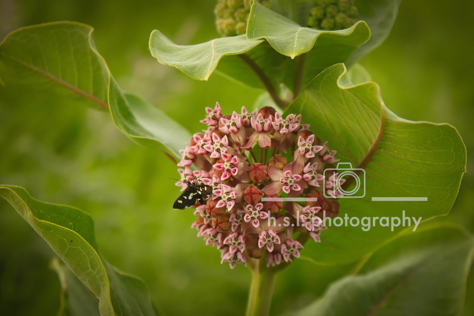 Milkweed