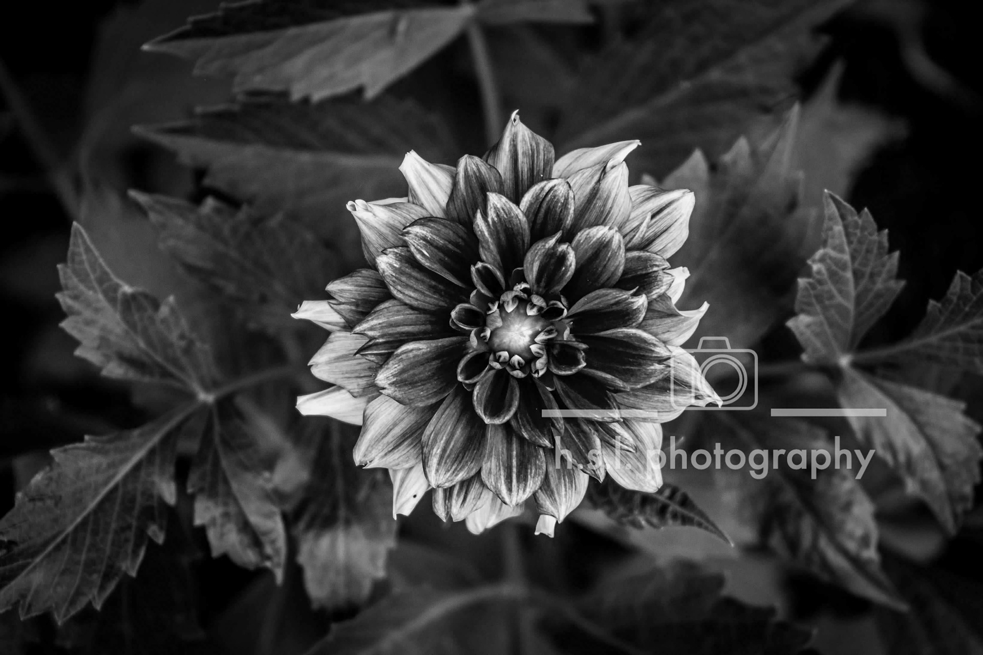 BW Dahlia