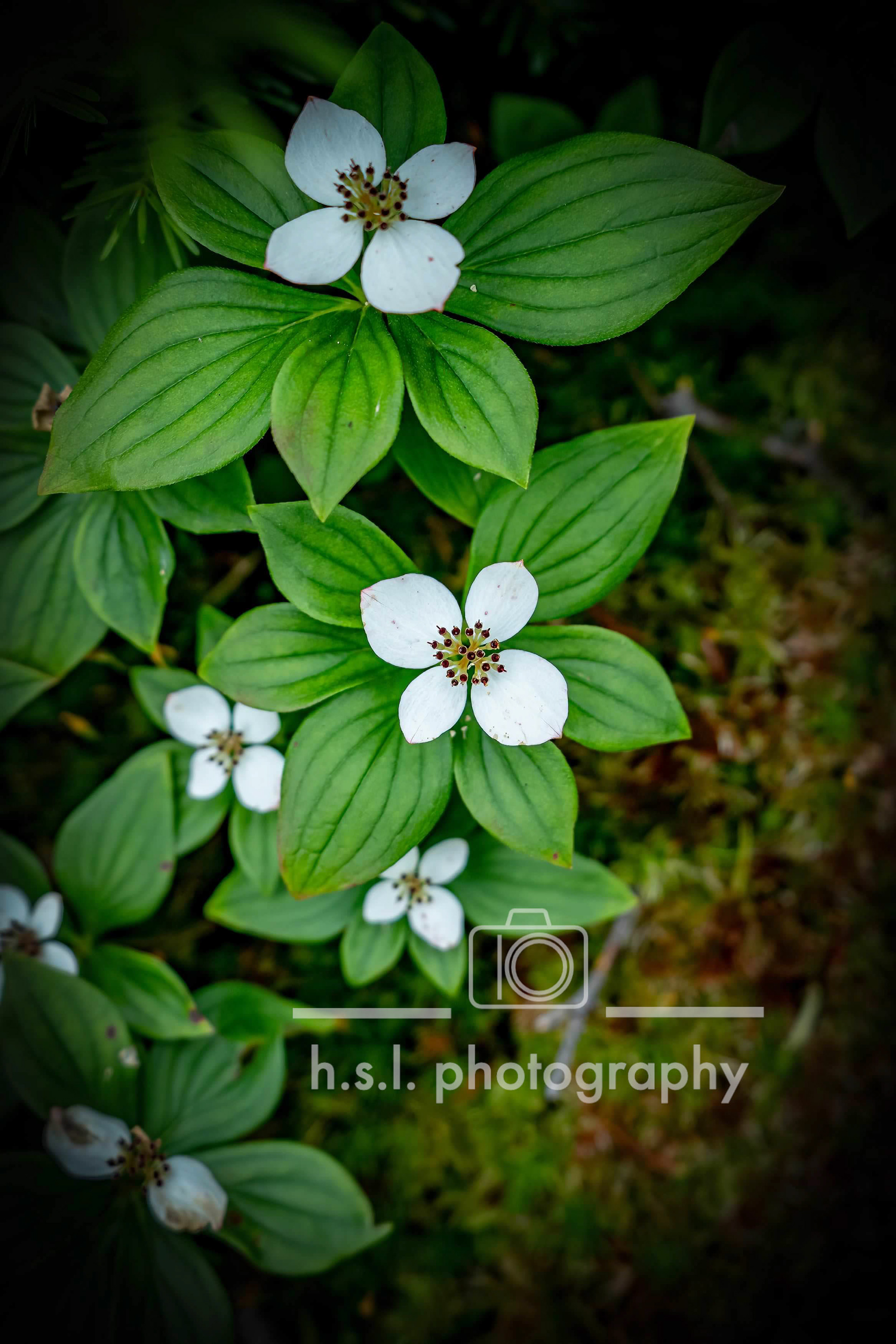Bunchberry Flowers