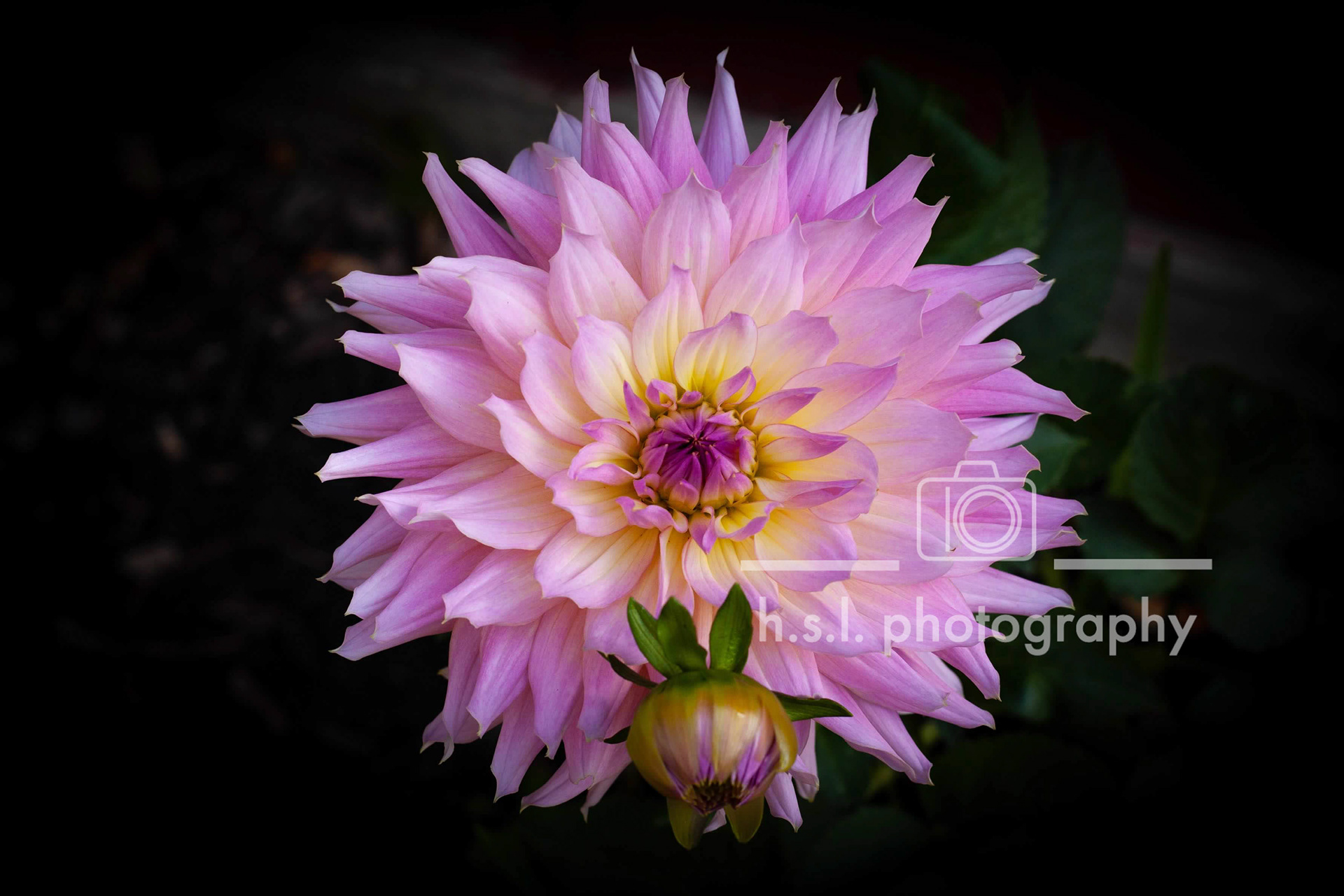 Pink Dahlia