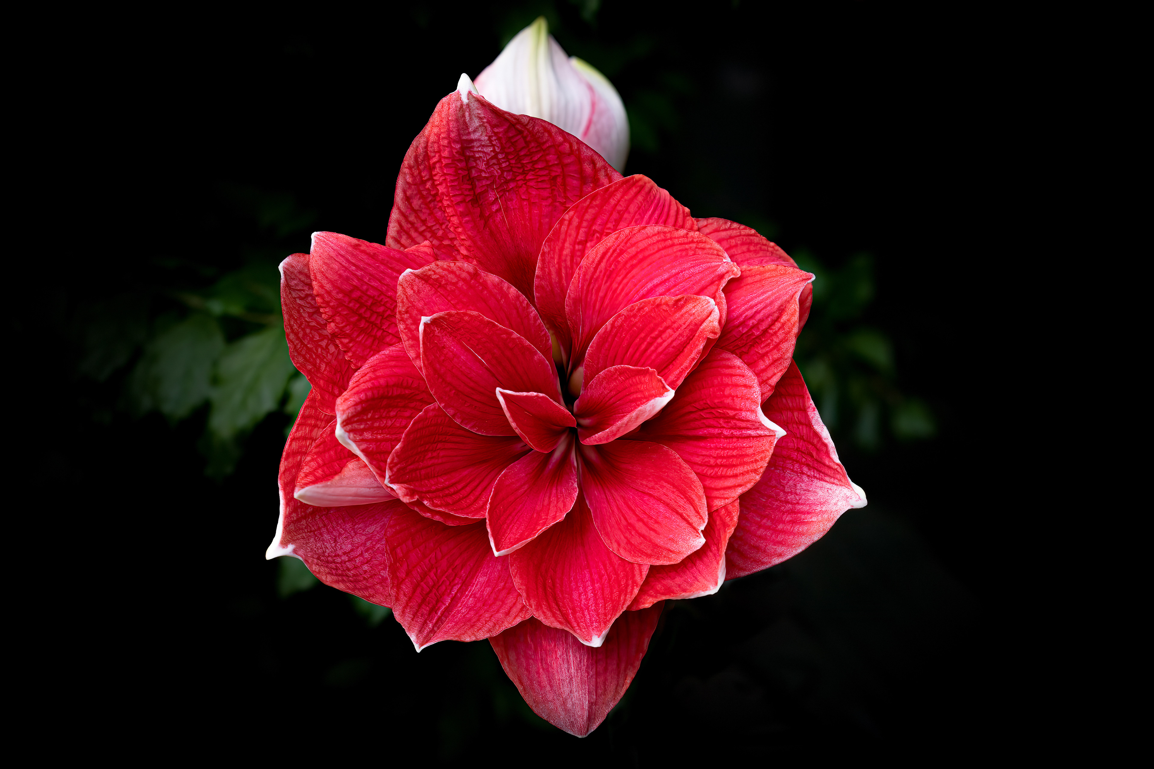 Amaryllis