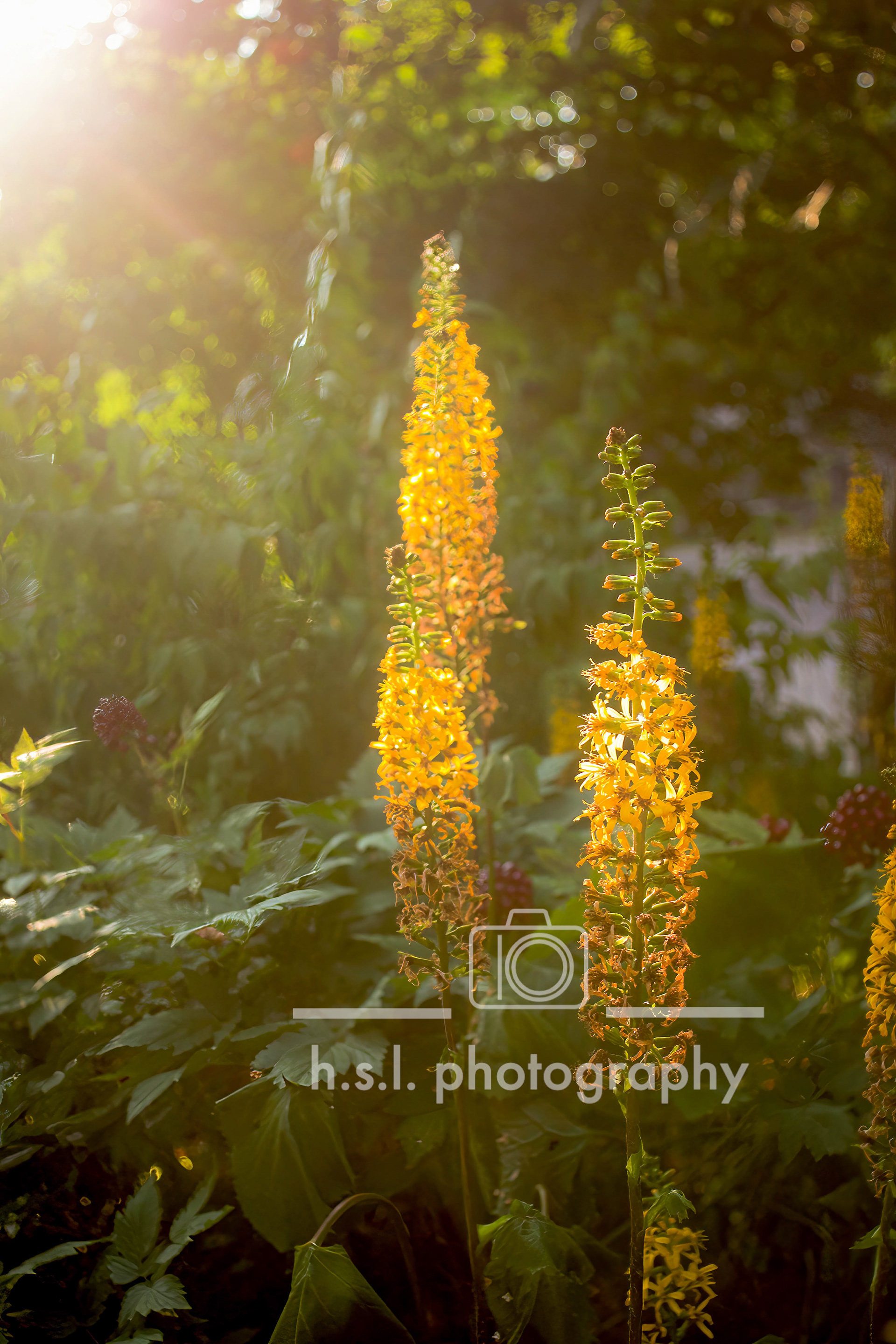 Yellow Foxtail Lilies