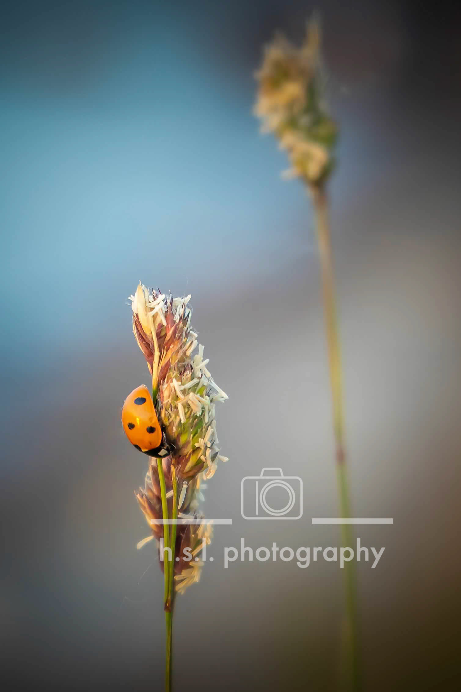 Ladybug
