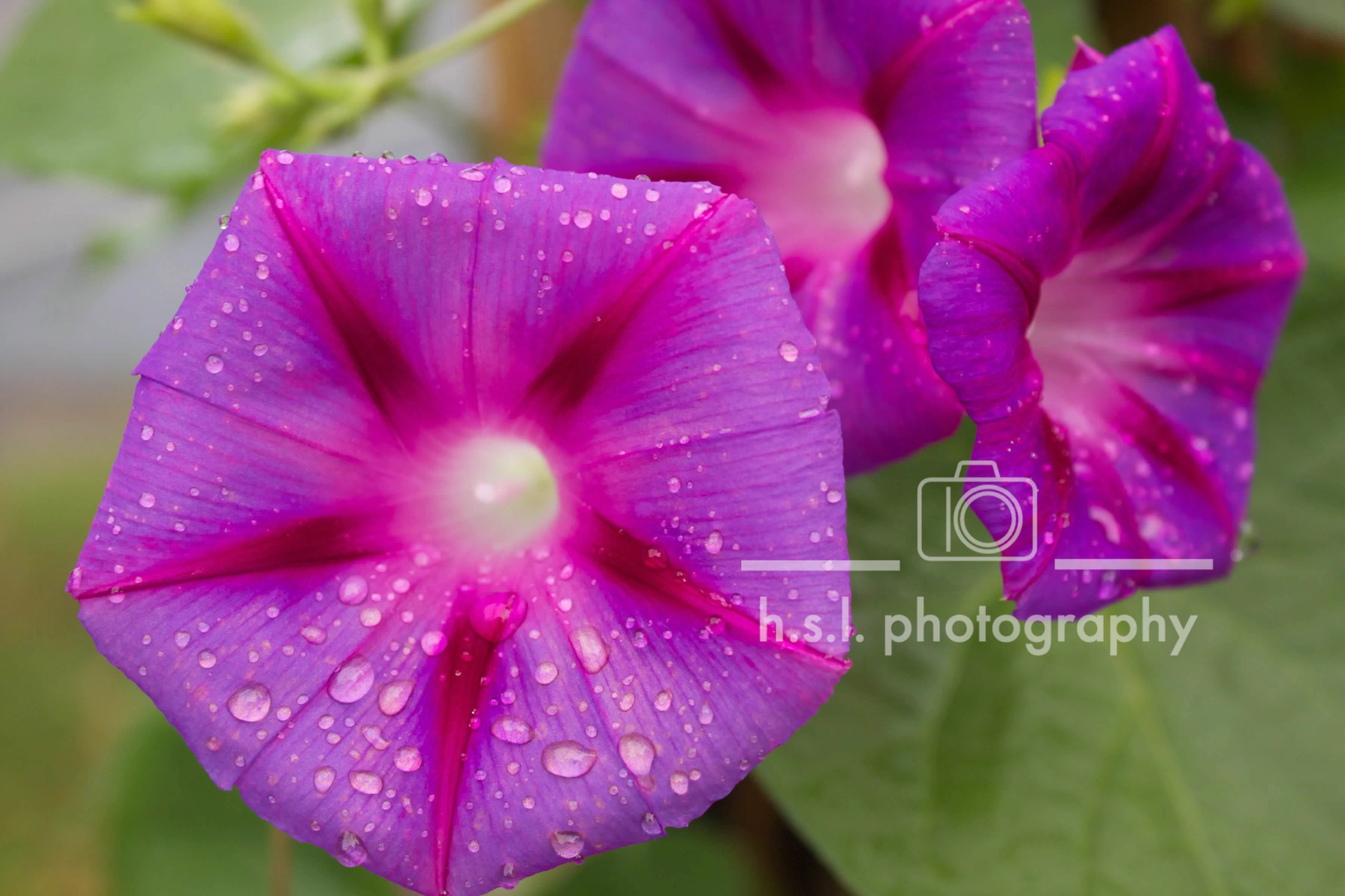 Purple Morning Glory