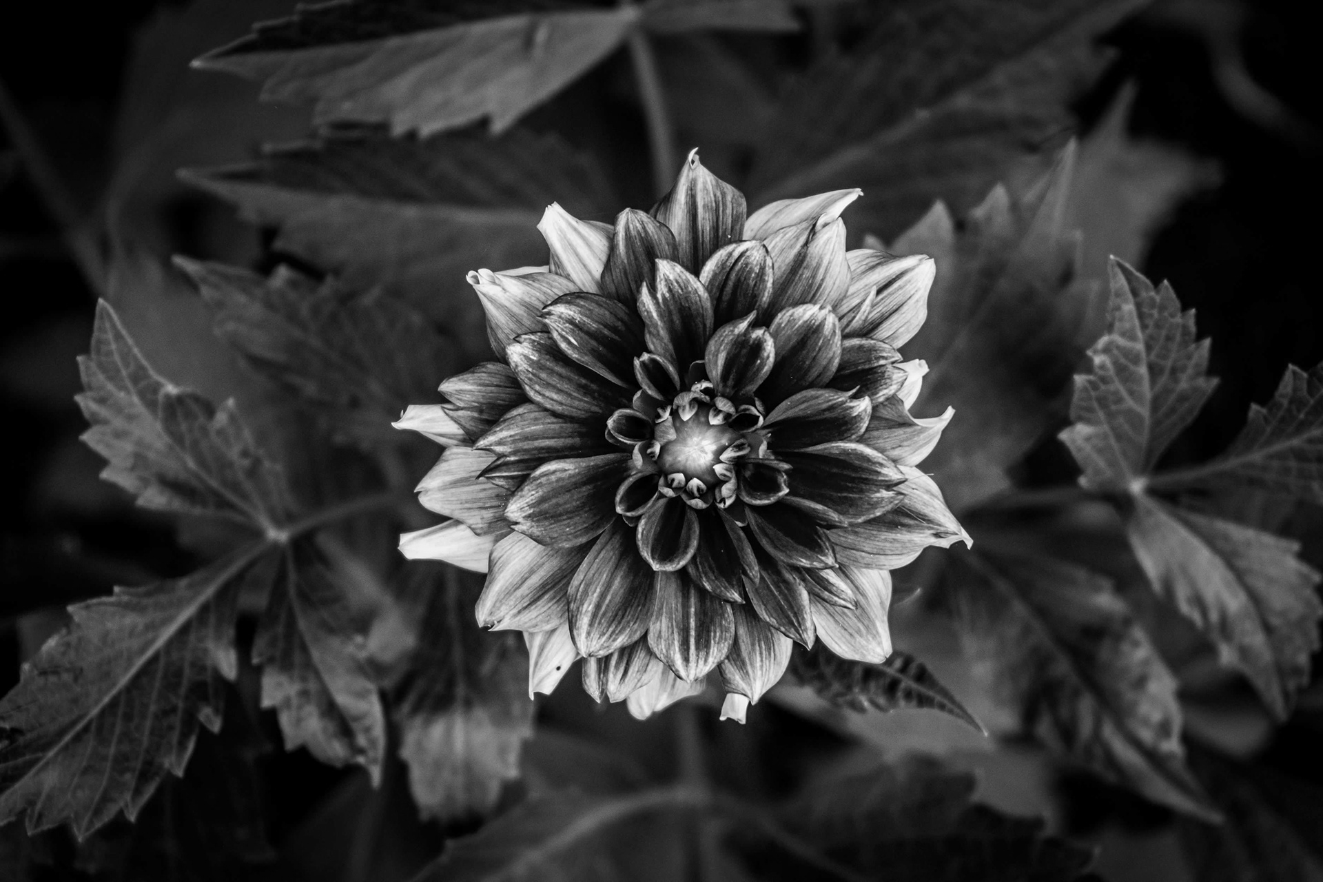 BW Dahlia