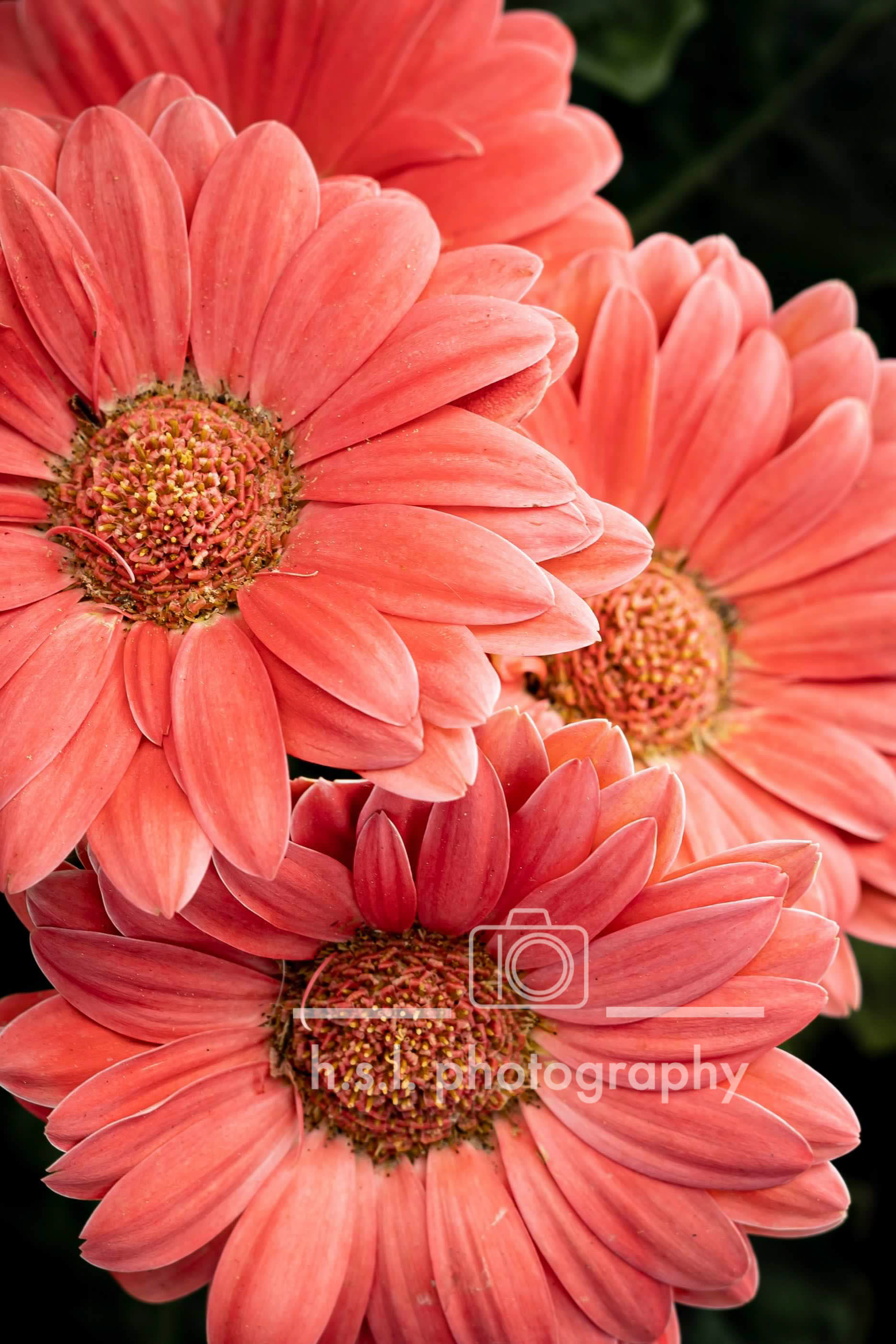 Gerber Daisies