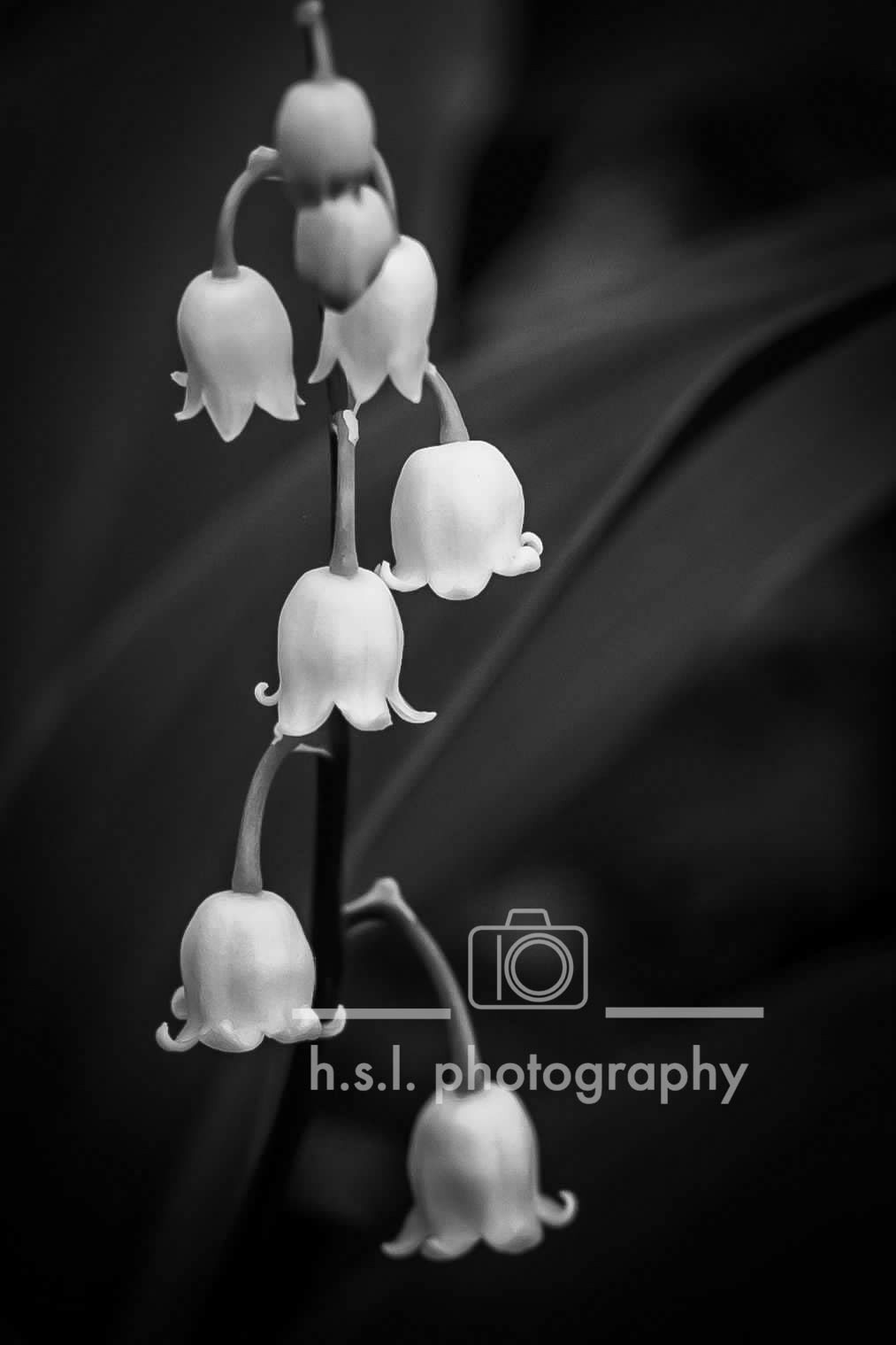 BW Lily of the Valley
