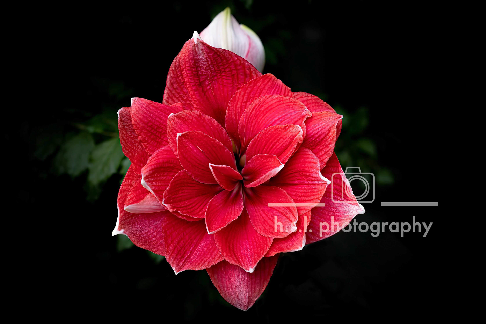 Red Amaryllis
