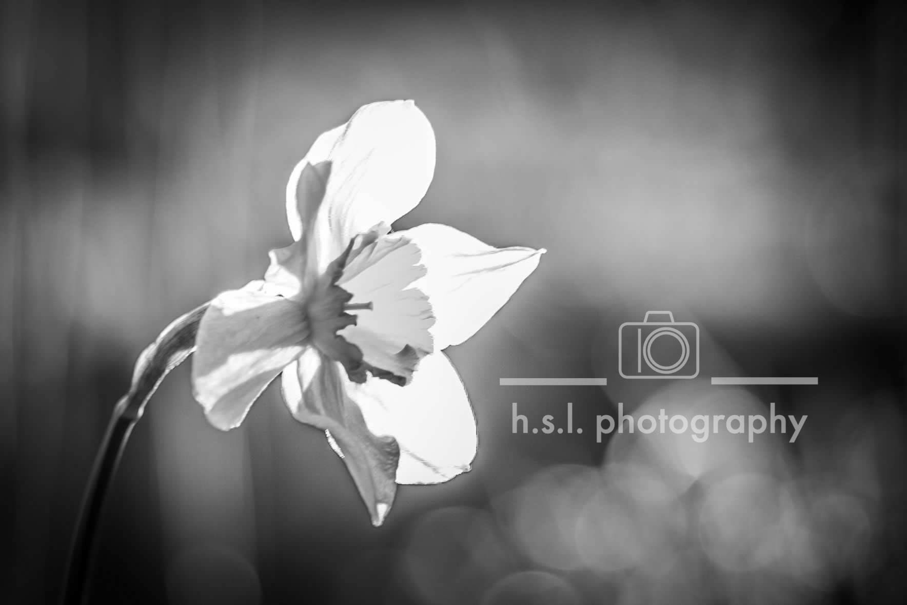 BW Daffodil