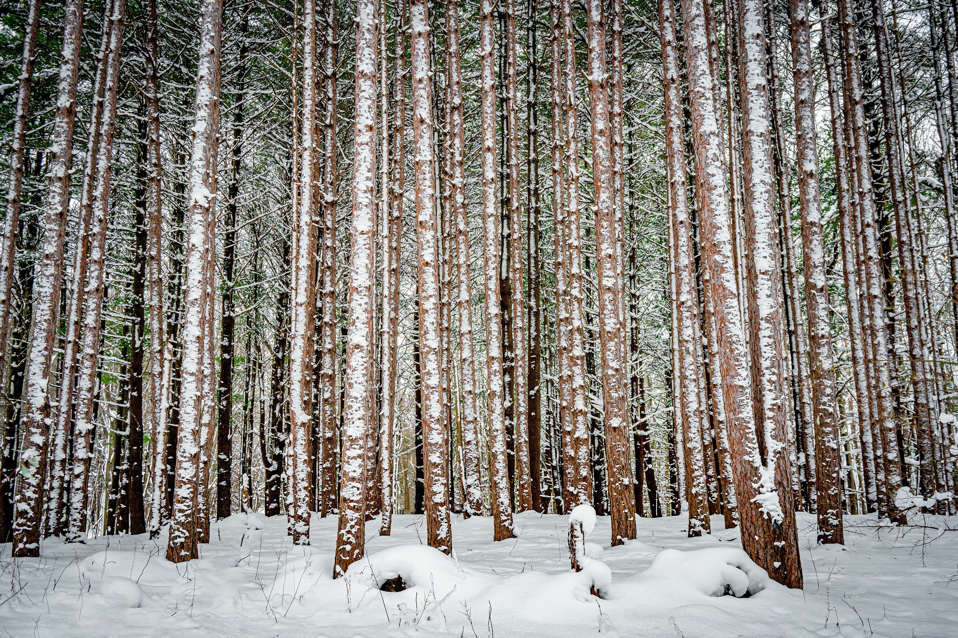 Snowy Red Pines- Ada