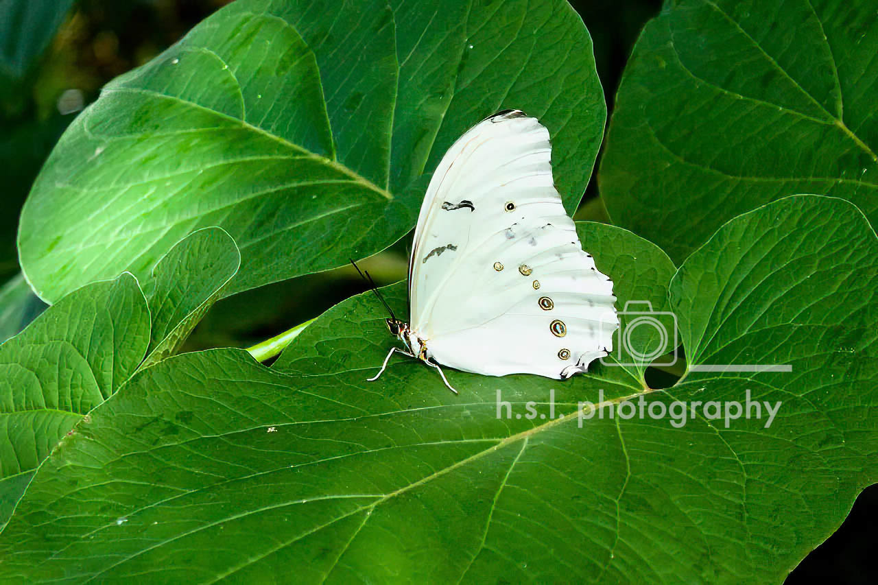 White Morpho Butterfly