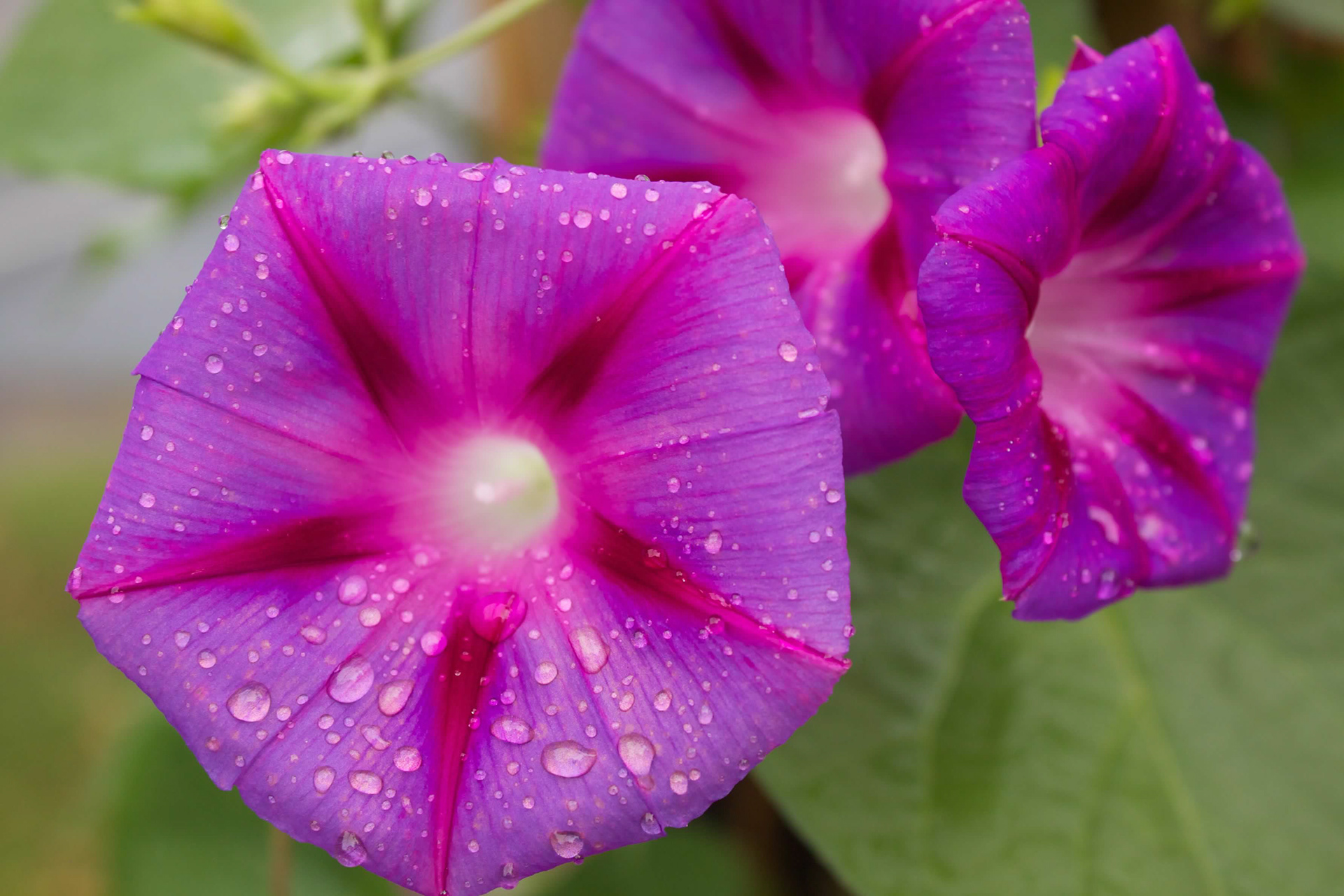 Morning Glory