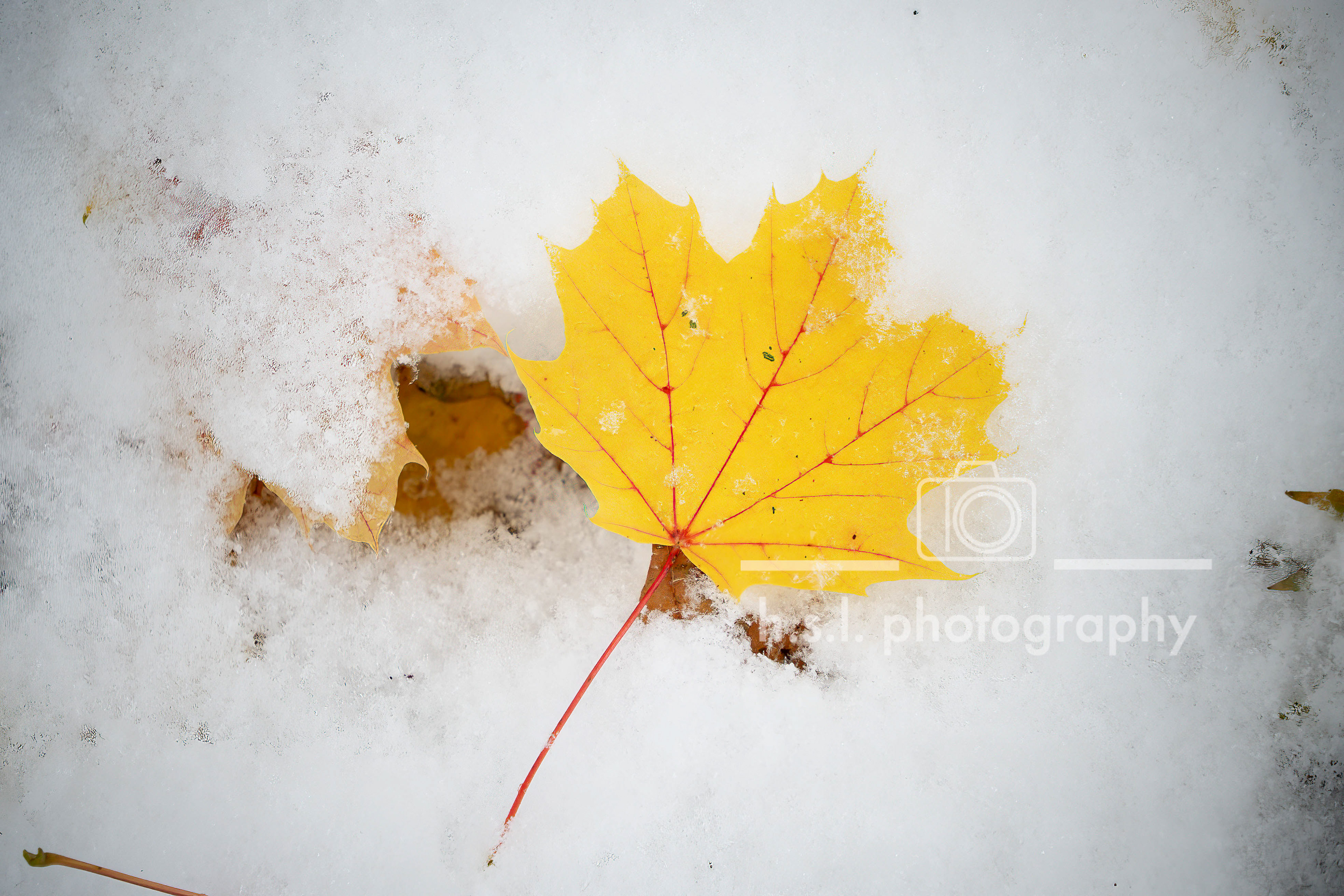 Snowy Maple Leaf