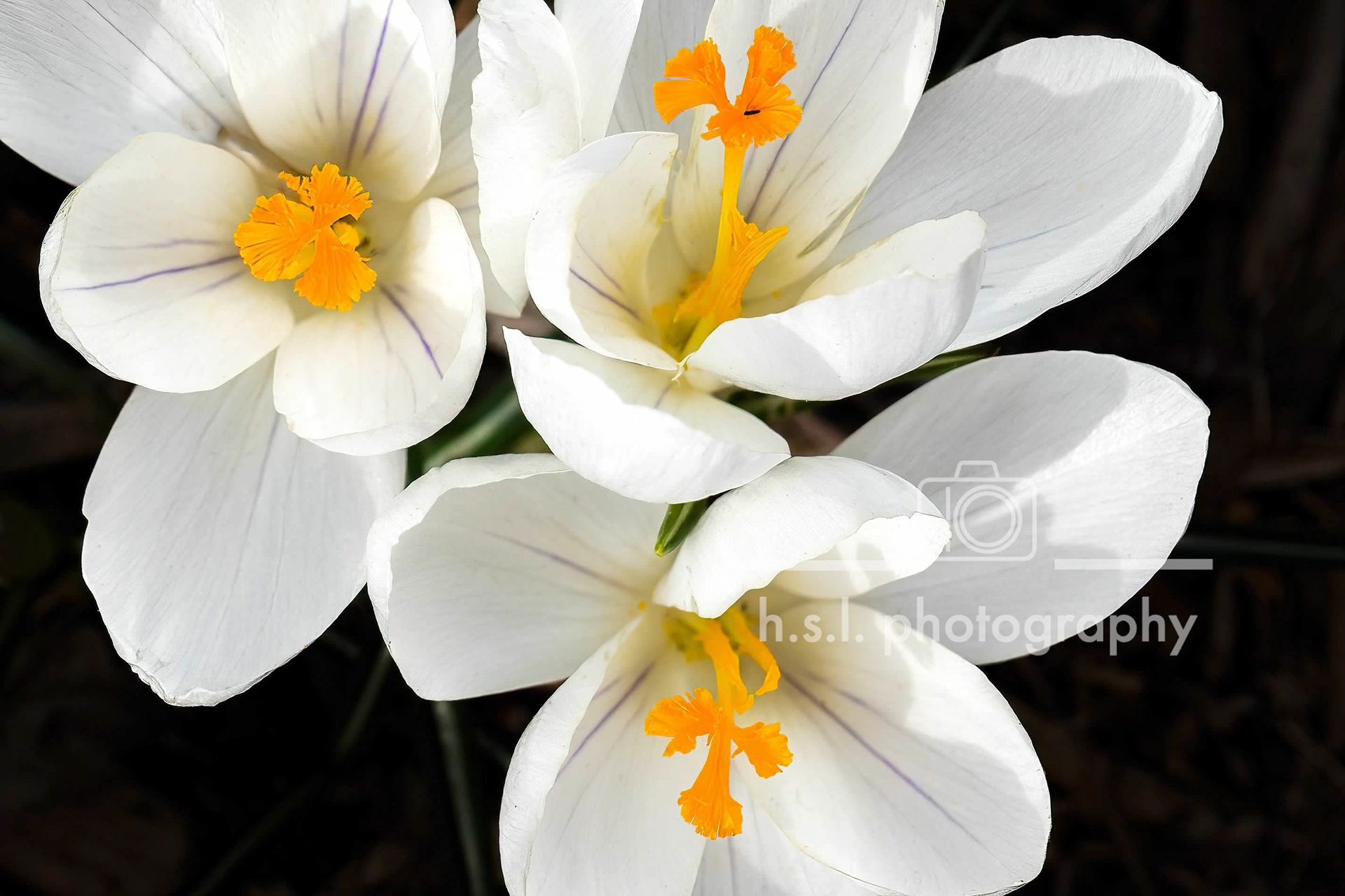White Crocus