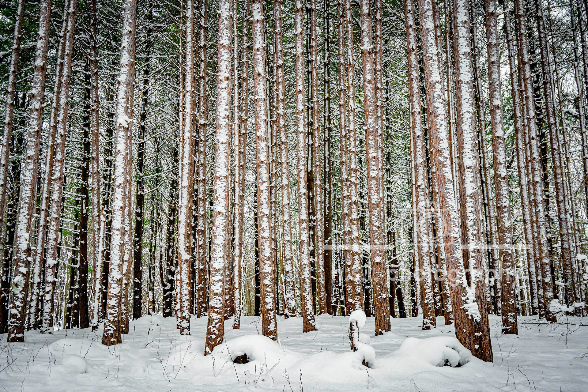Winter Red Pines- Michigan