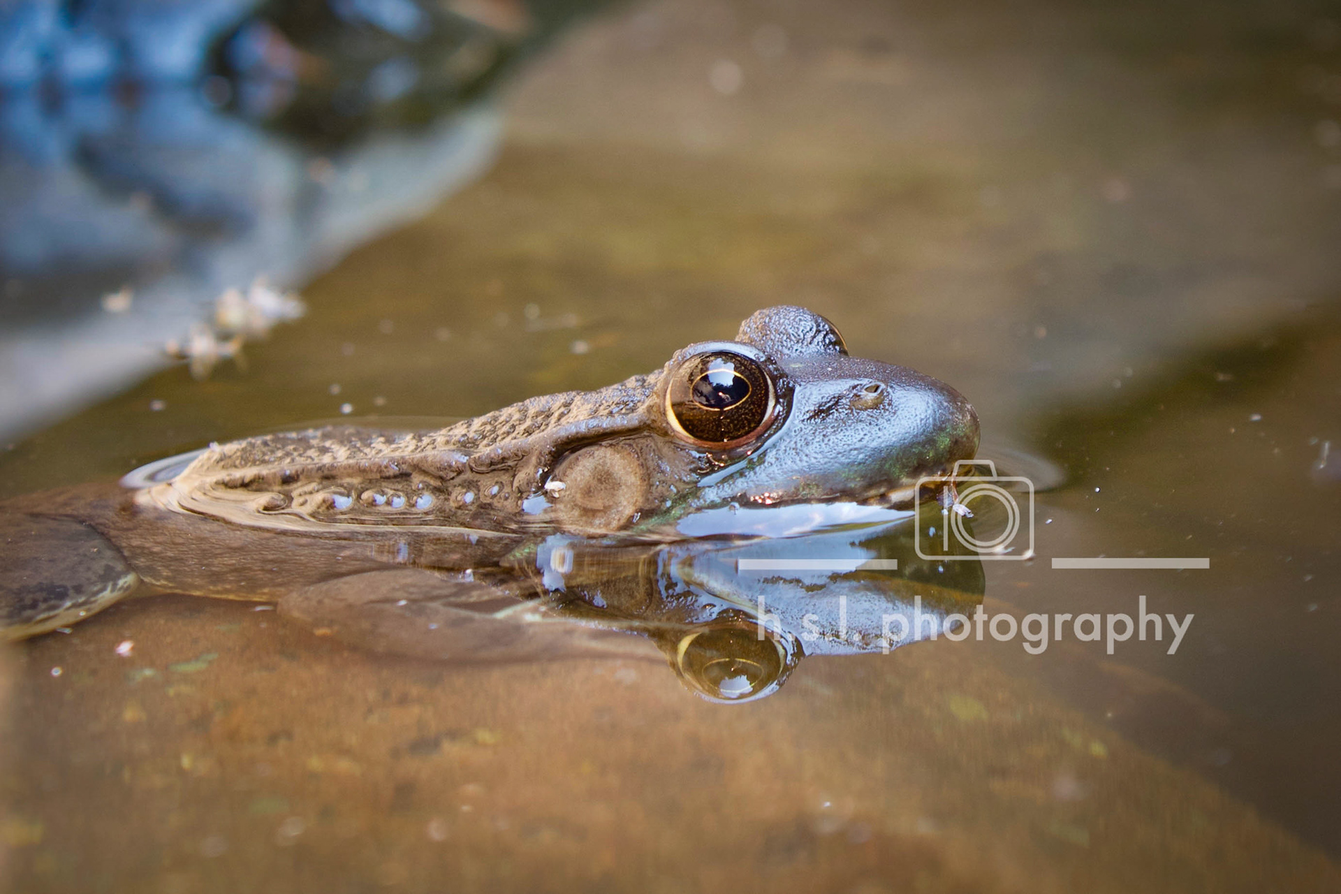 Reflecting Frog