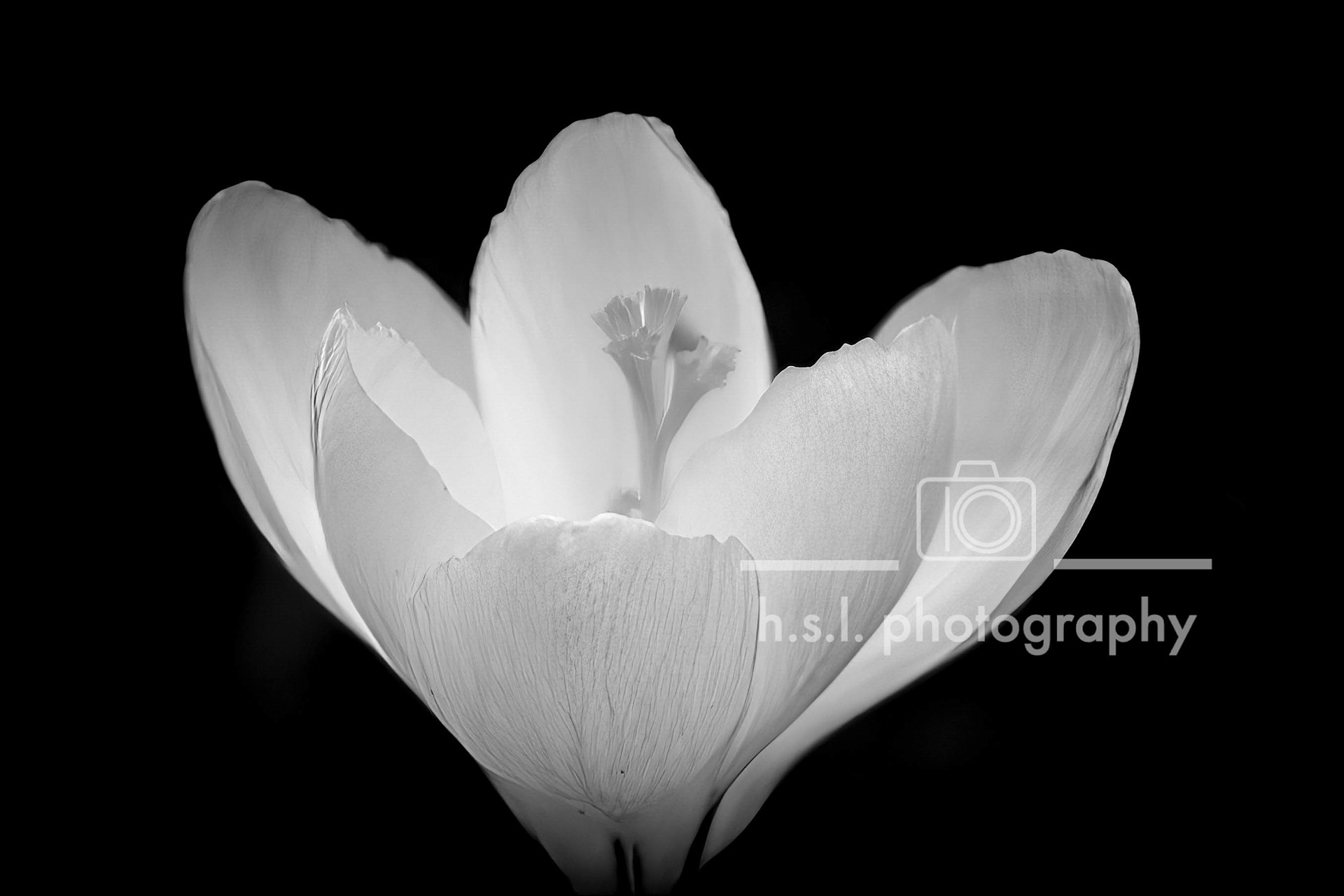 BW Crocus
