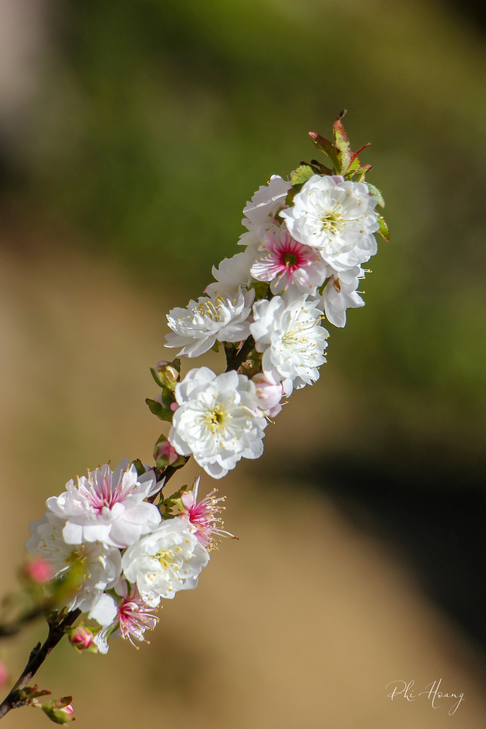 Get this @ https://go.phi.me/1332965396