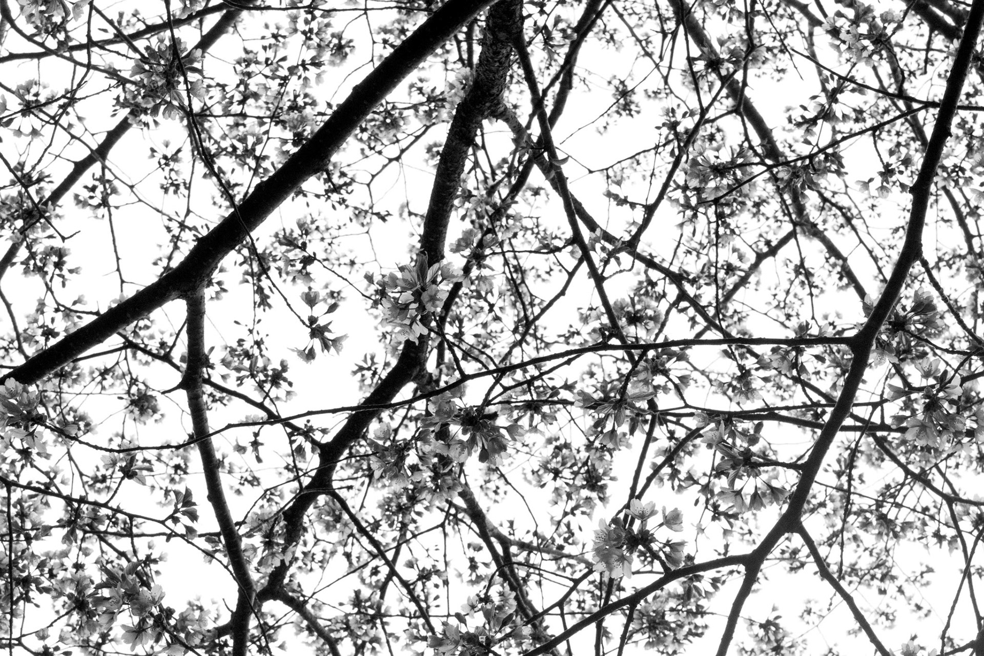 Published in Voyage Denver Magazine 