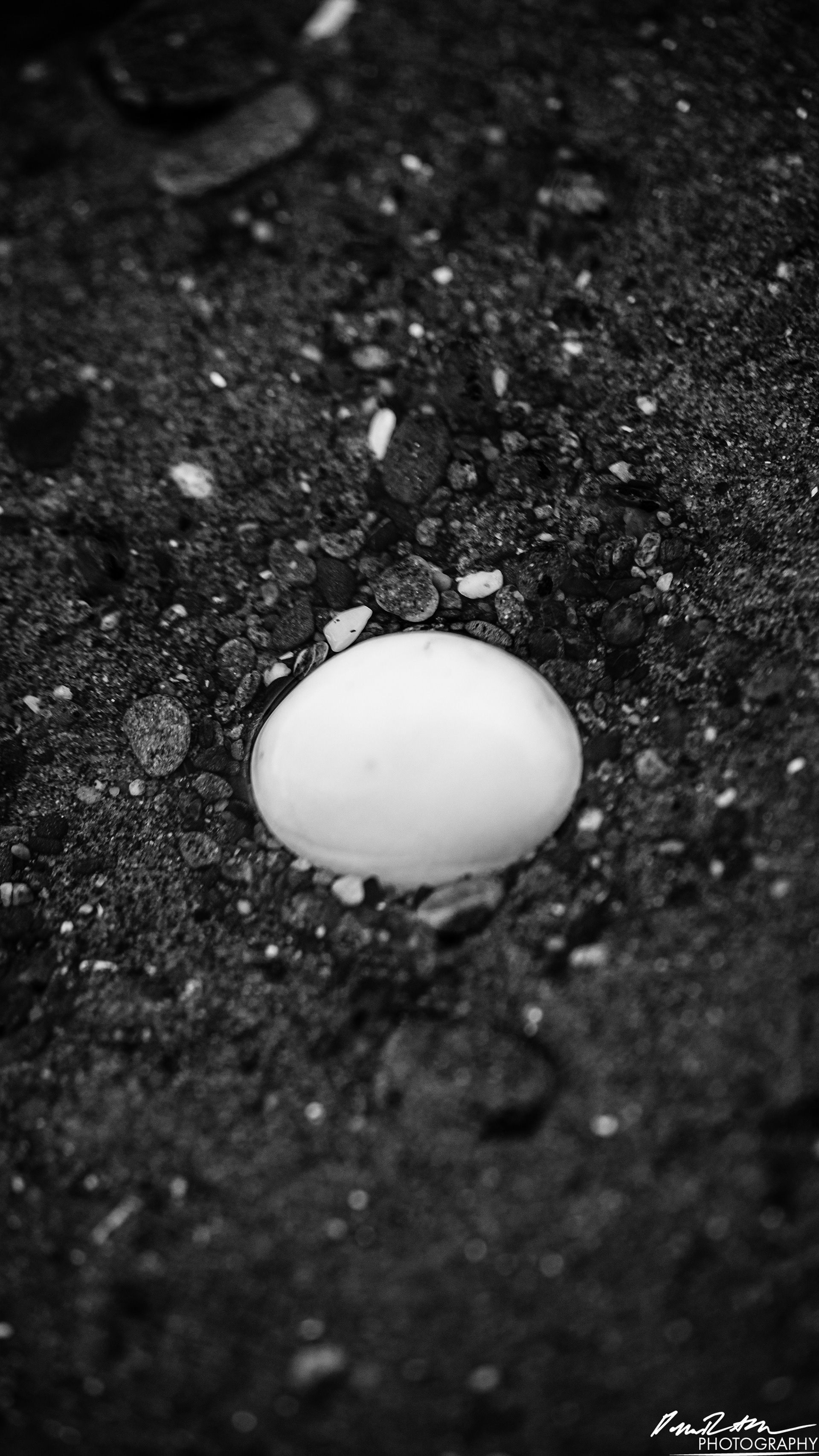 The Beach of Life - Kalaloch 