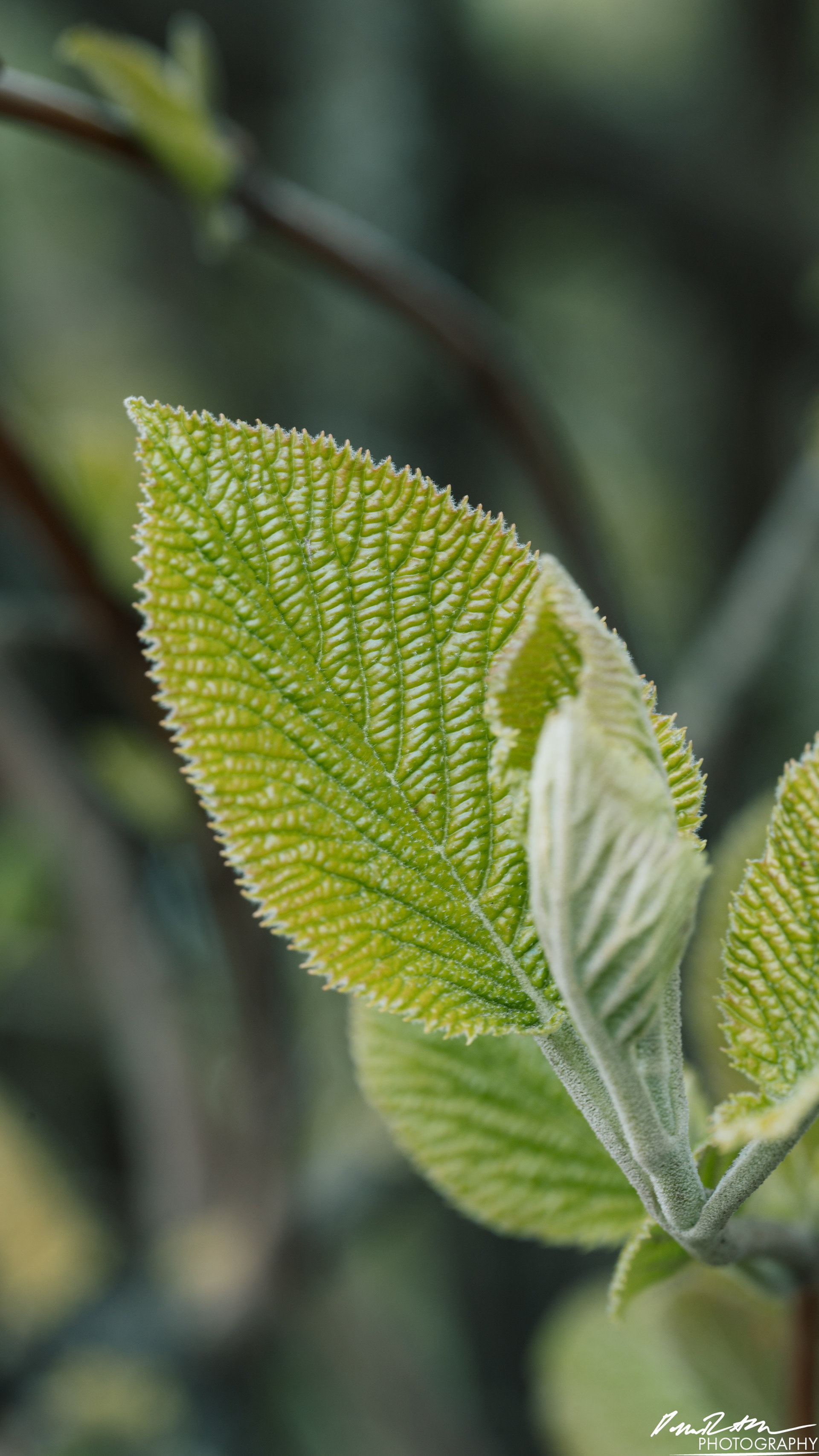 Up Close - Enumclaw WA