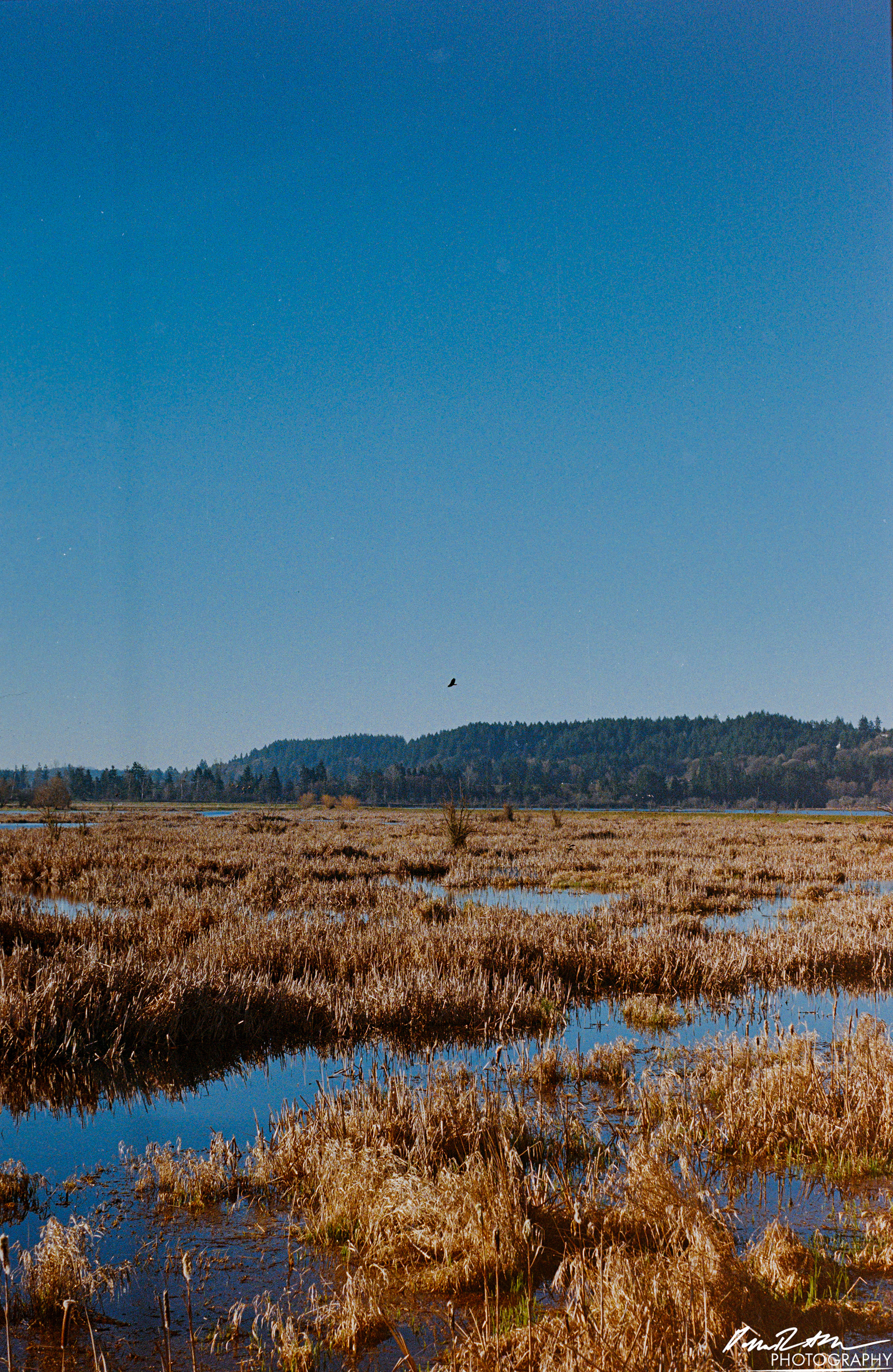 Fujifilm 400 - Nisqually Wildlife Preserve WA