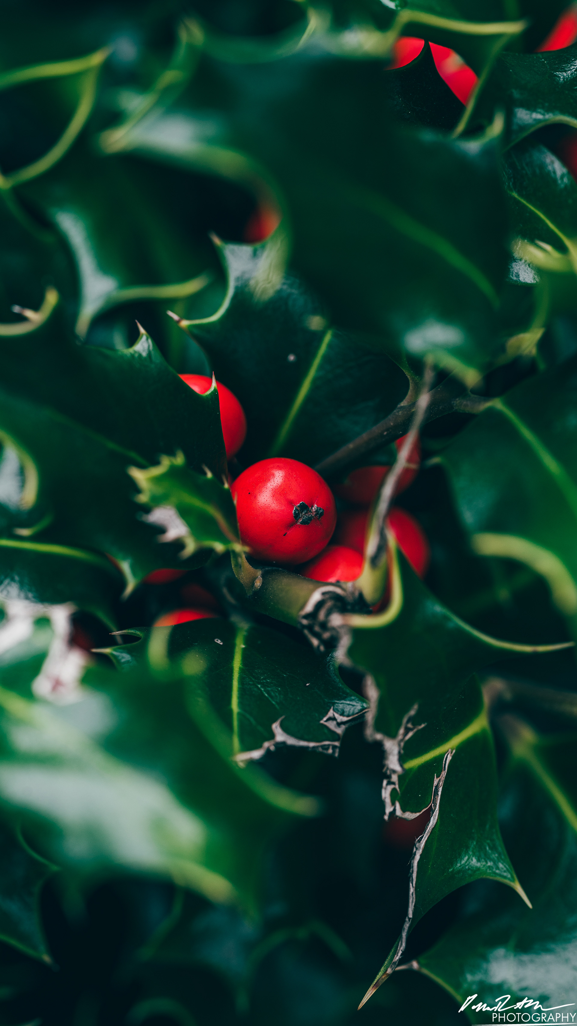 Up Close - Enumclaw WA