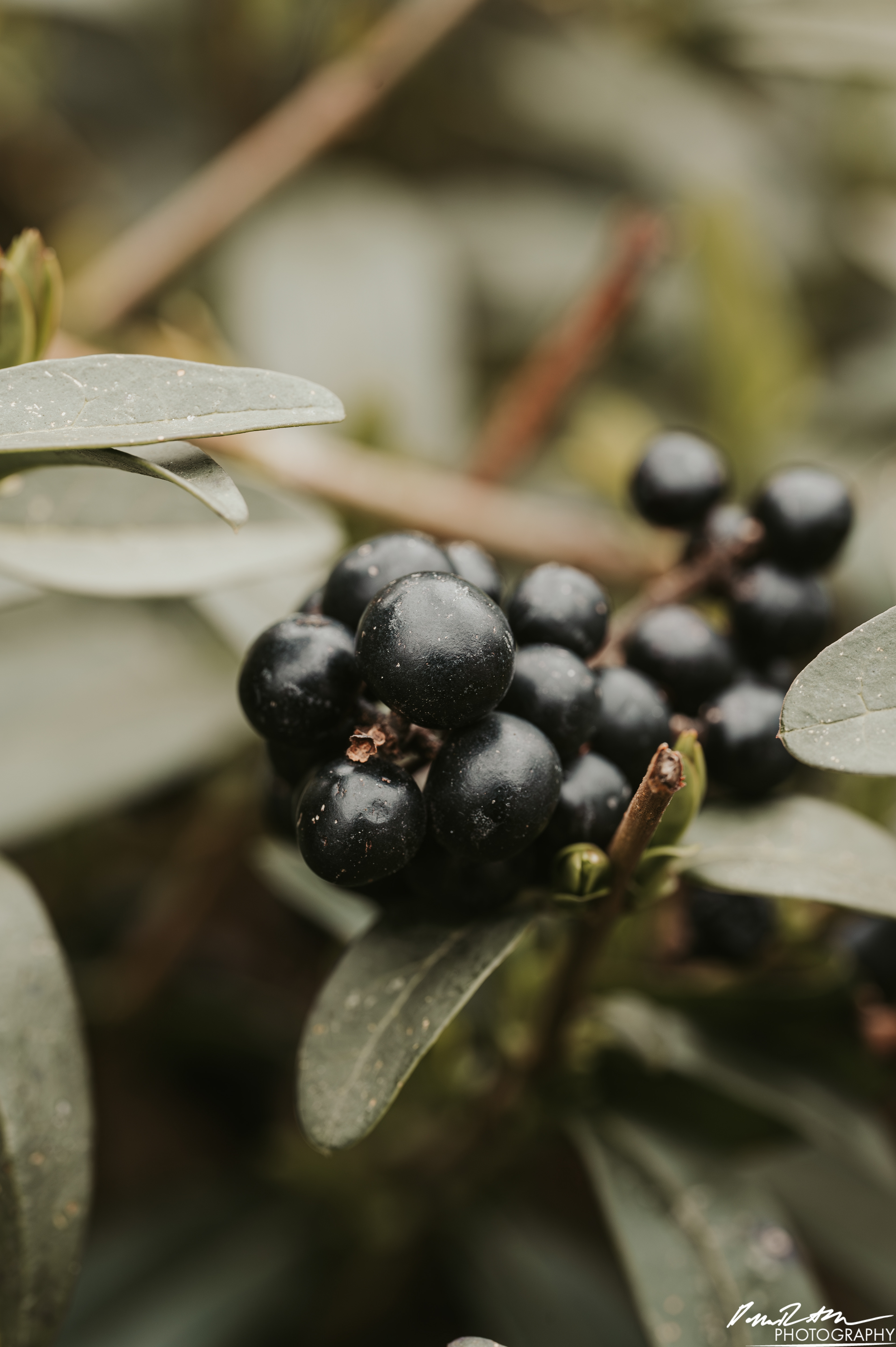 Up Close - Enumclaw WA