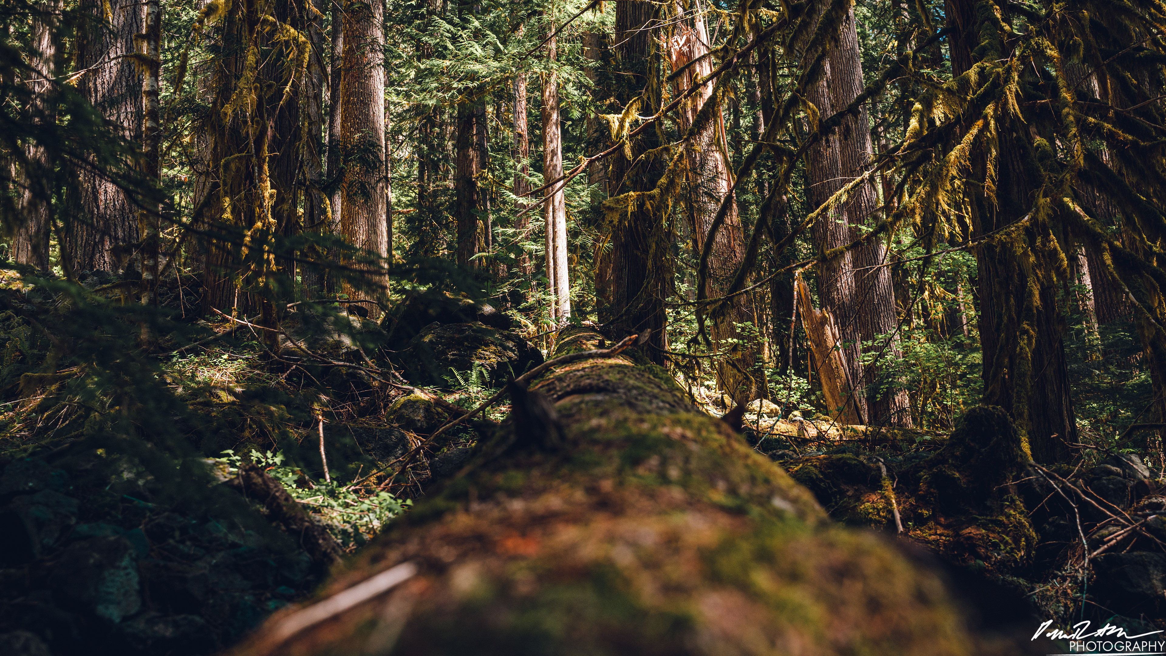 Rapids - Lake Cushman