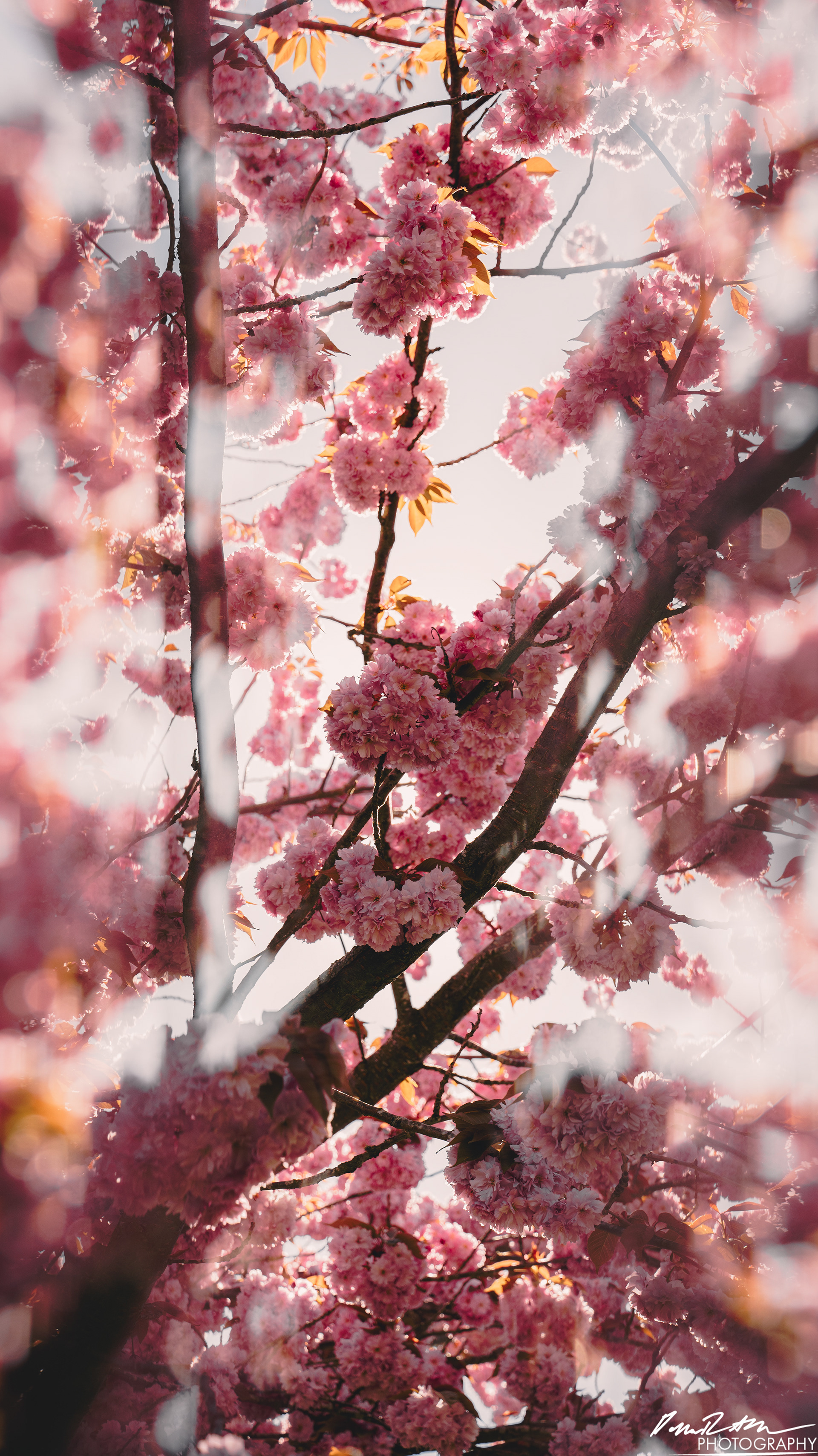 Out of Focus - Enumclaw WA