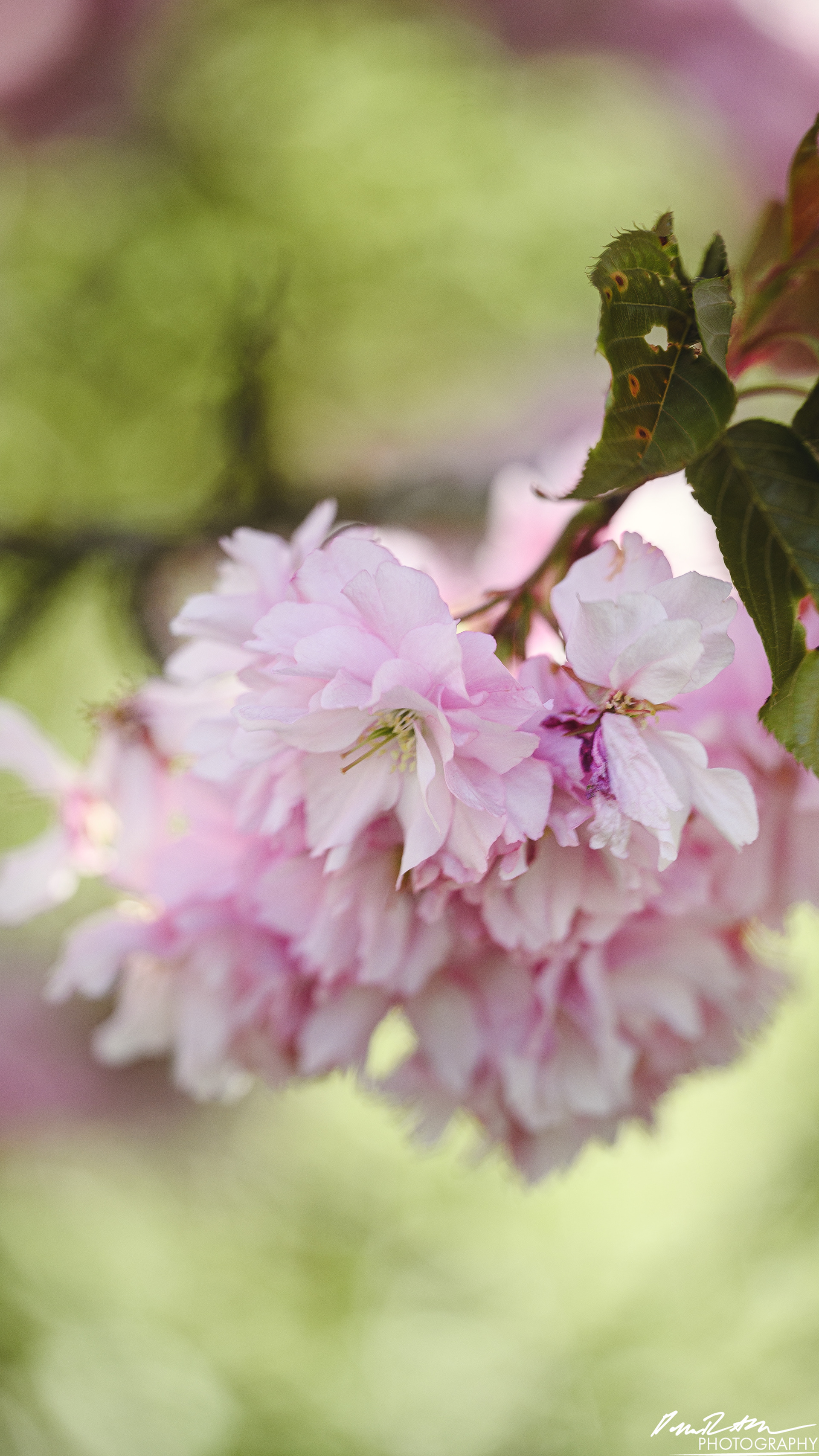 Big World - Enumclaw WA