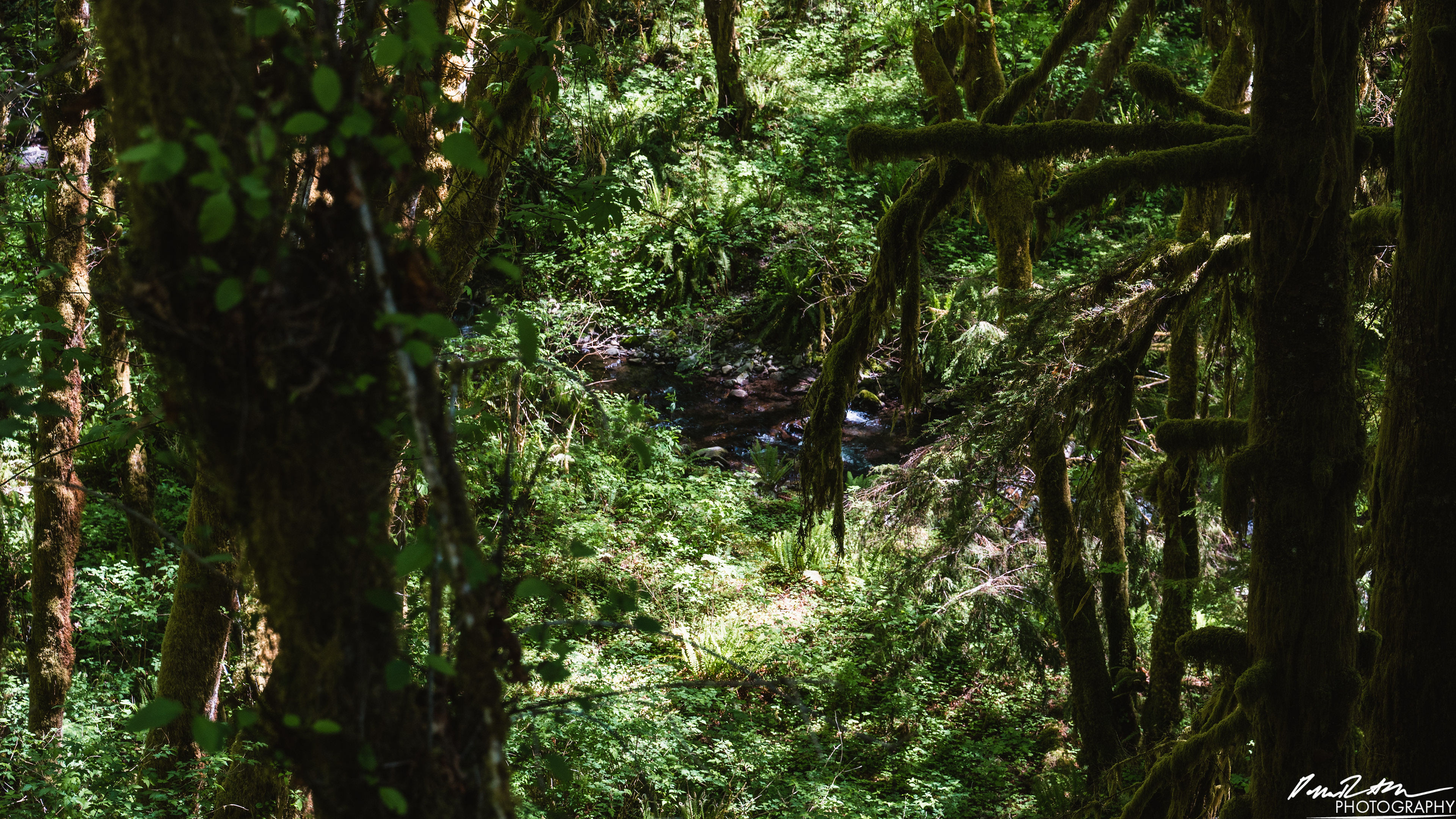  x̣asílʔ - Hoh Rain Forest