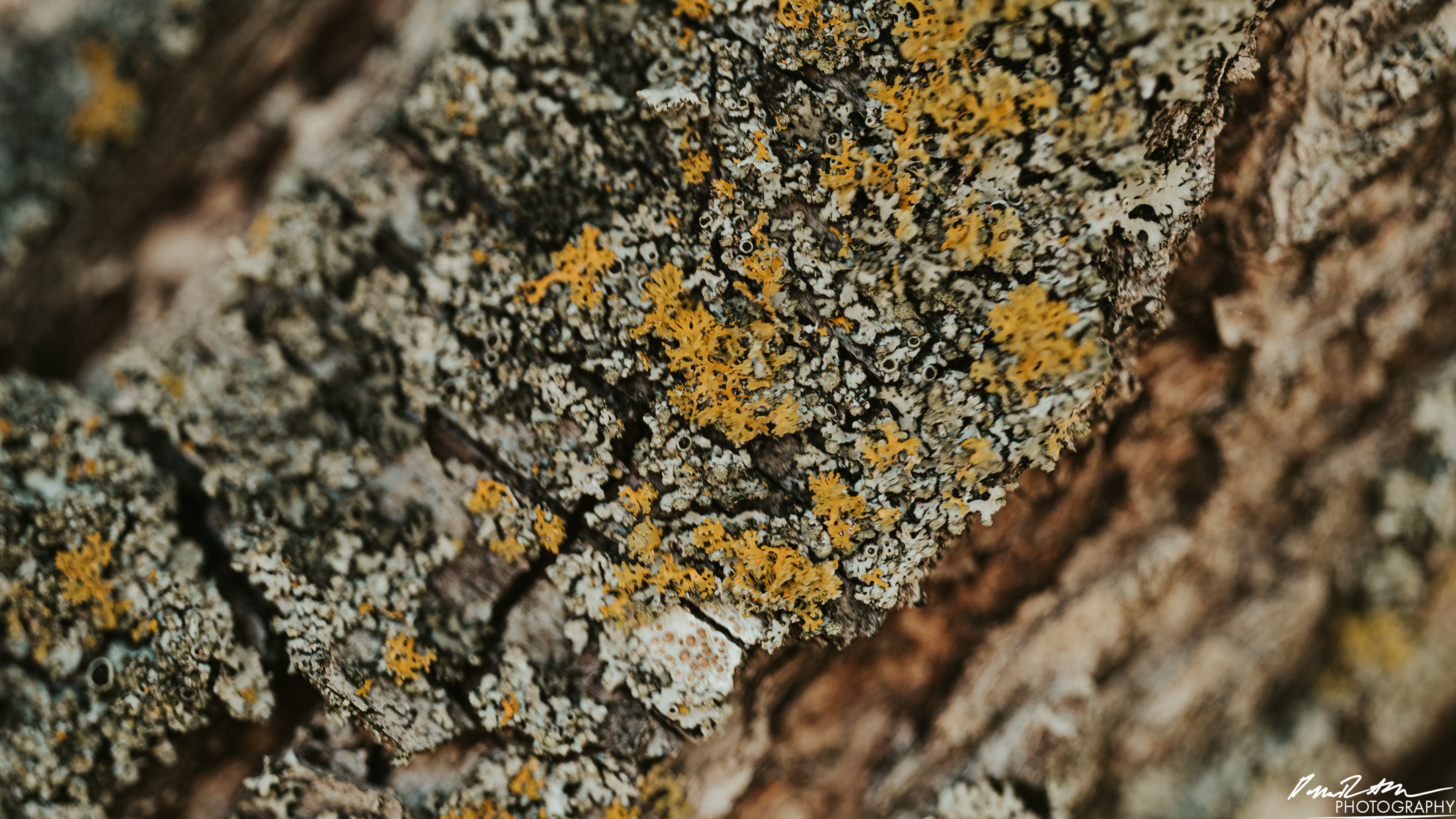 Big World - Enumclaw WA