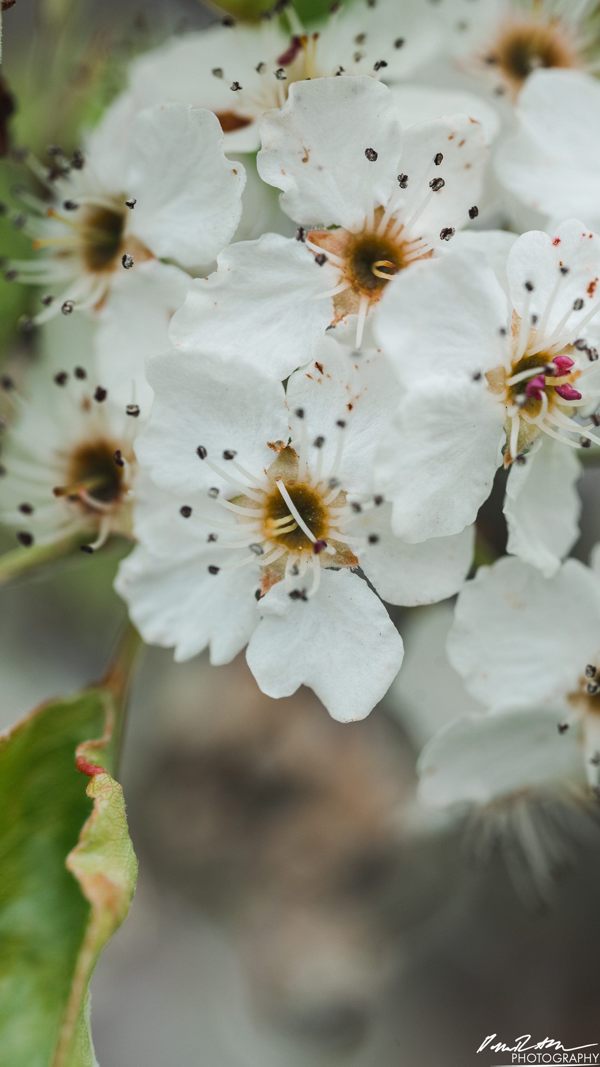 Up Close - Enumclaw WA