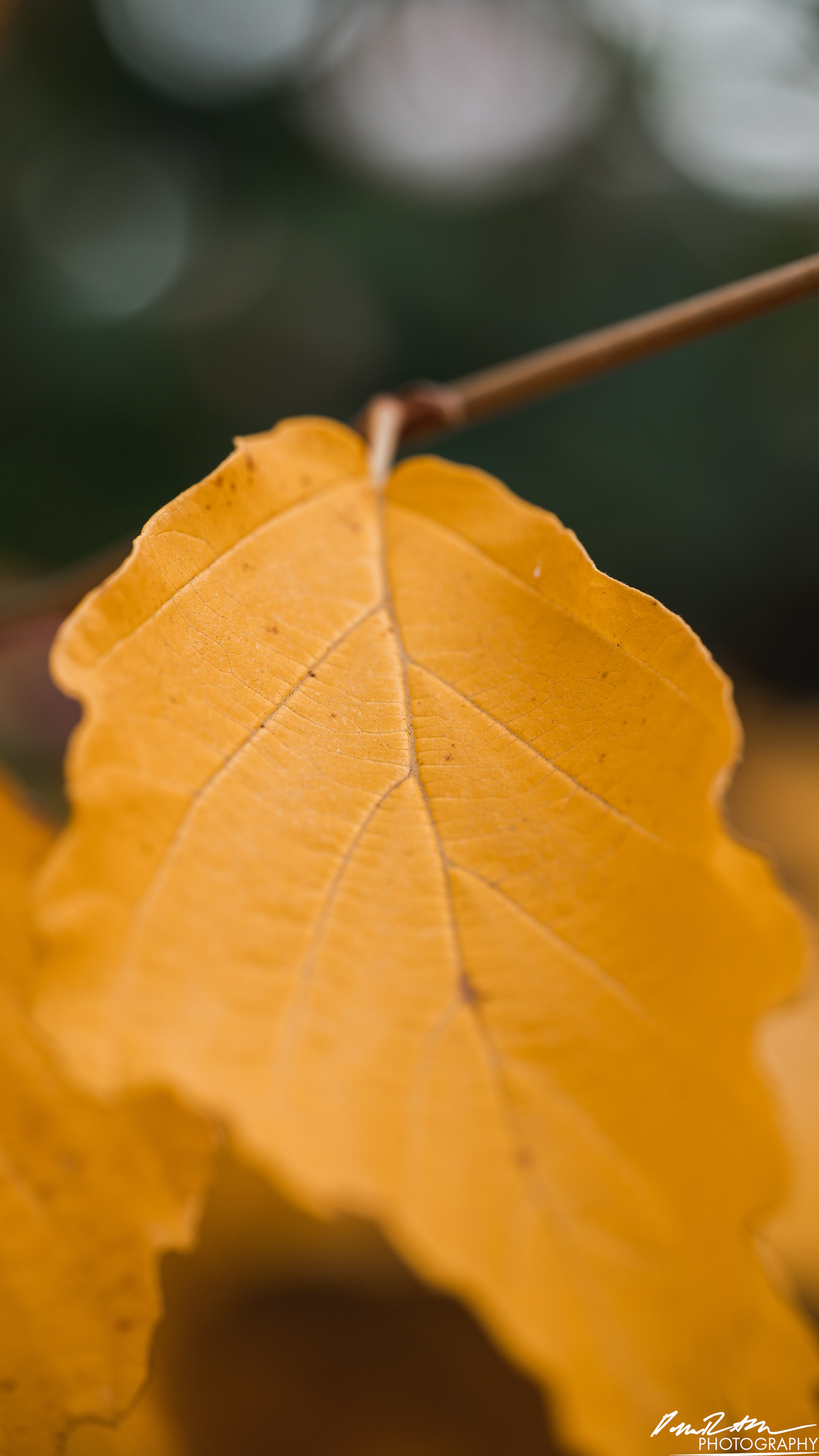 YELLOW - Enumclaw WA