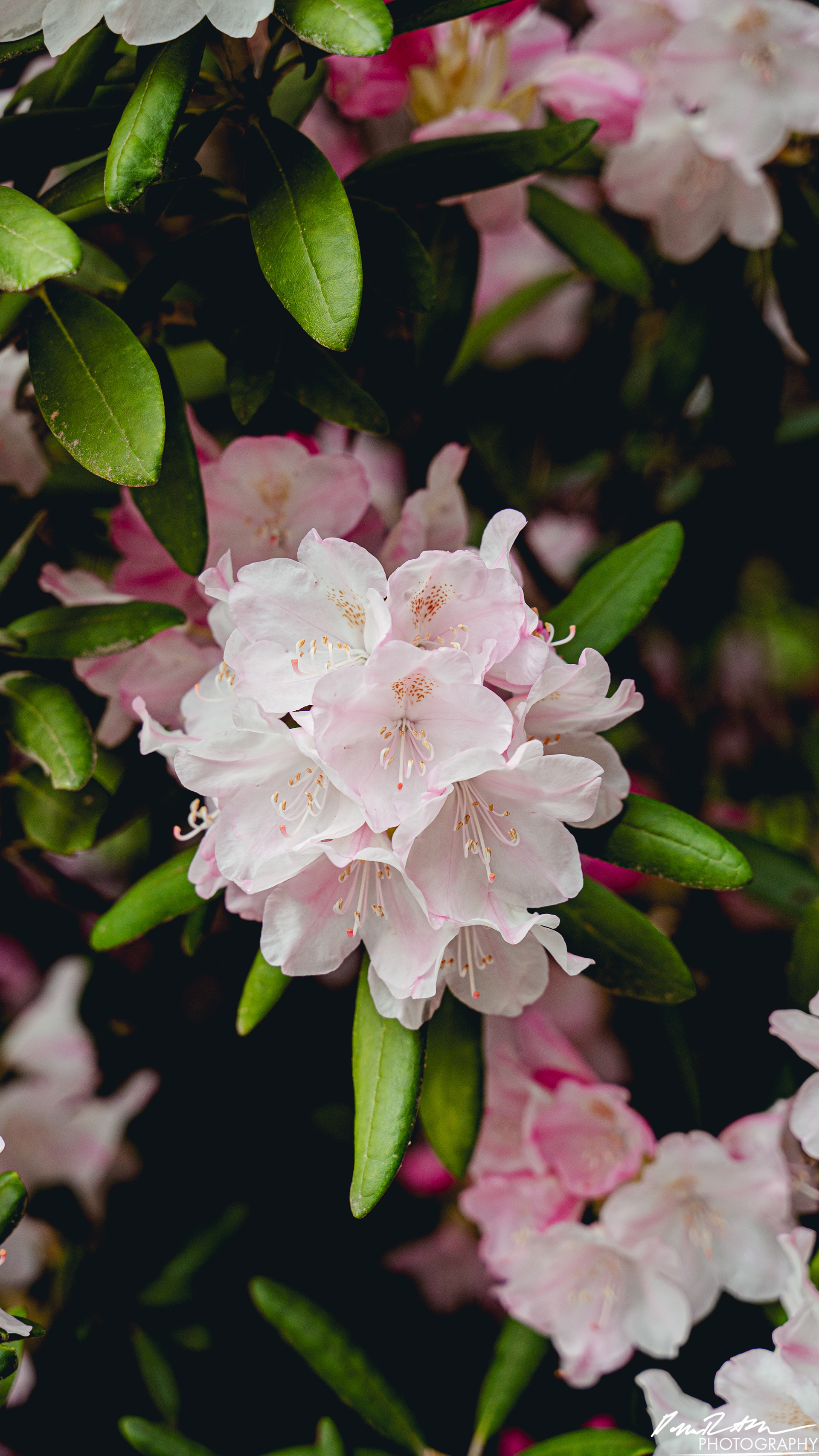 Arboretum - Seattle WA
