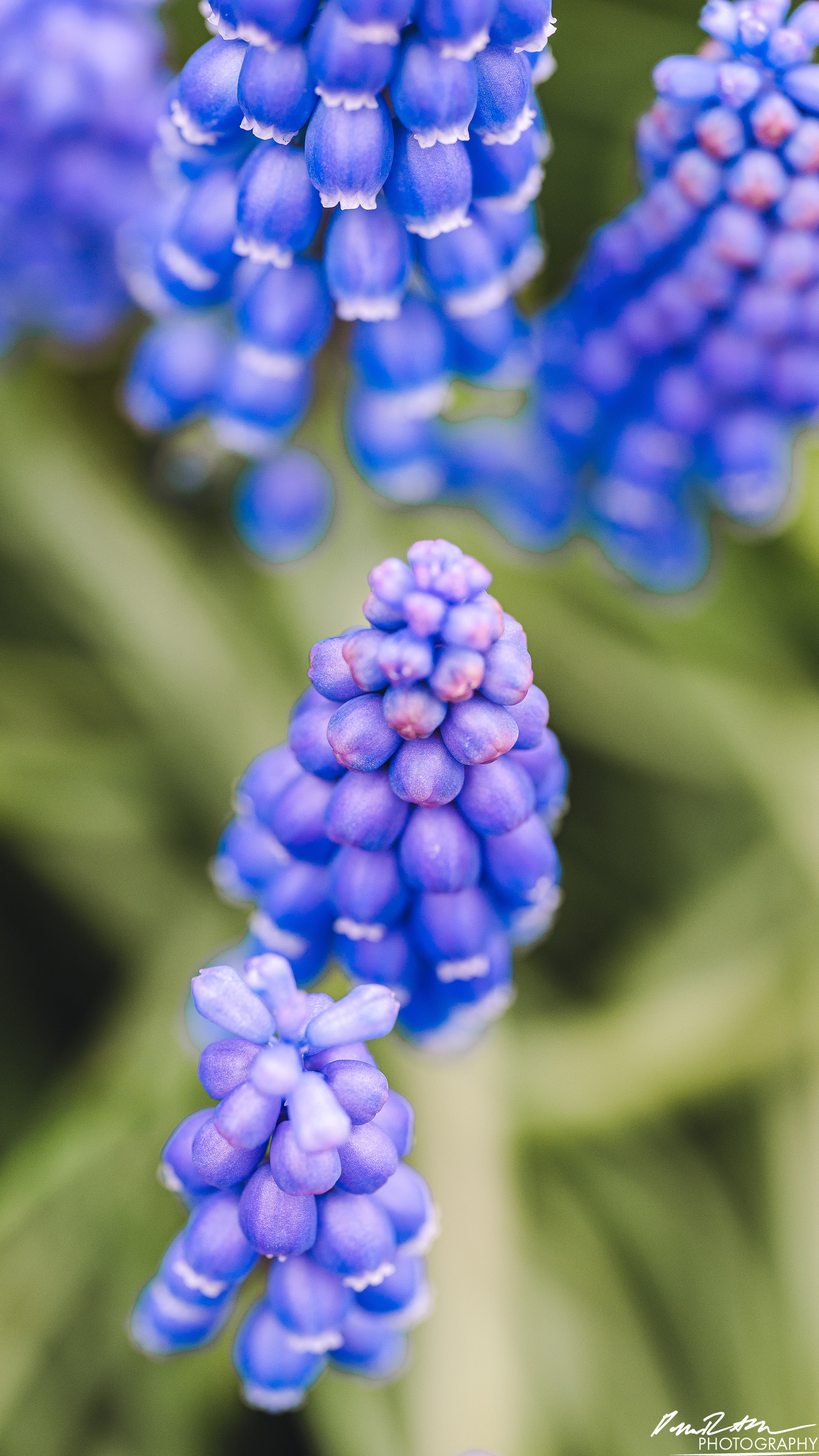Up Close - Enumclaw WA