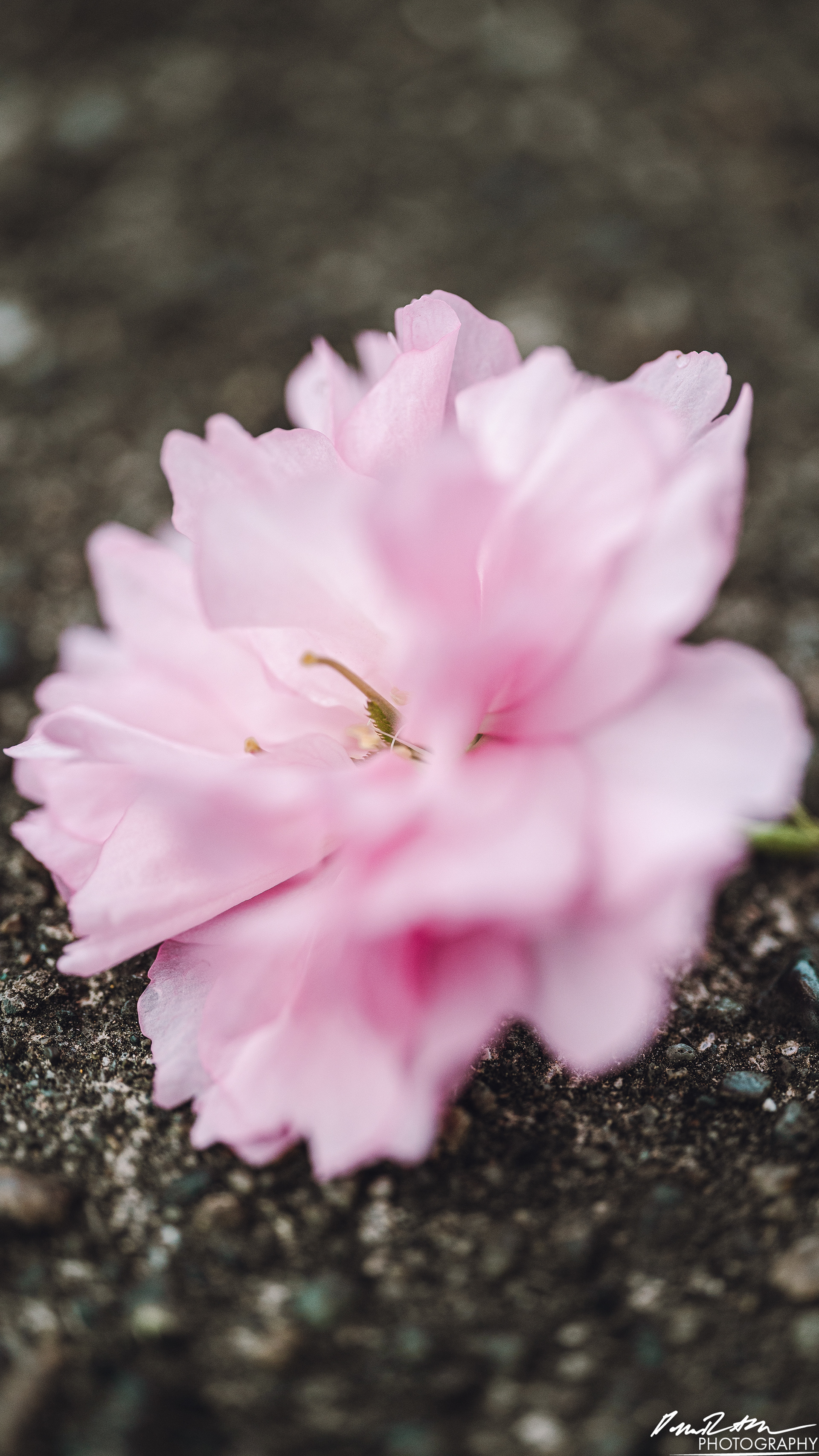 Up Close - Enumclaw WA