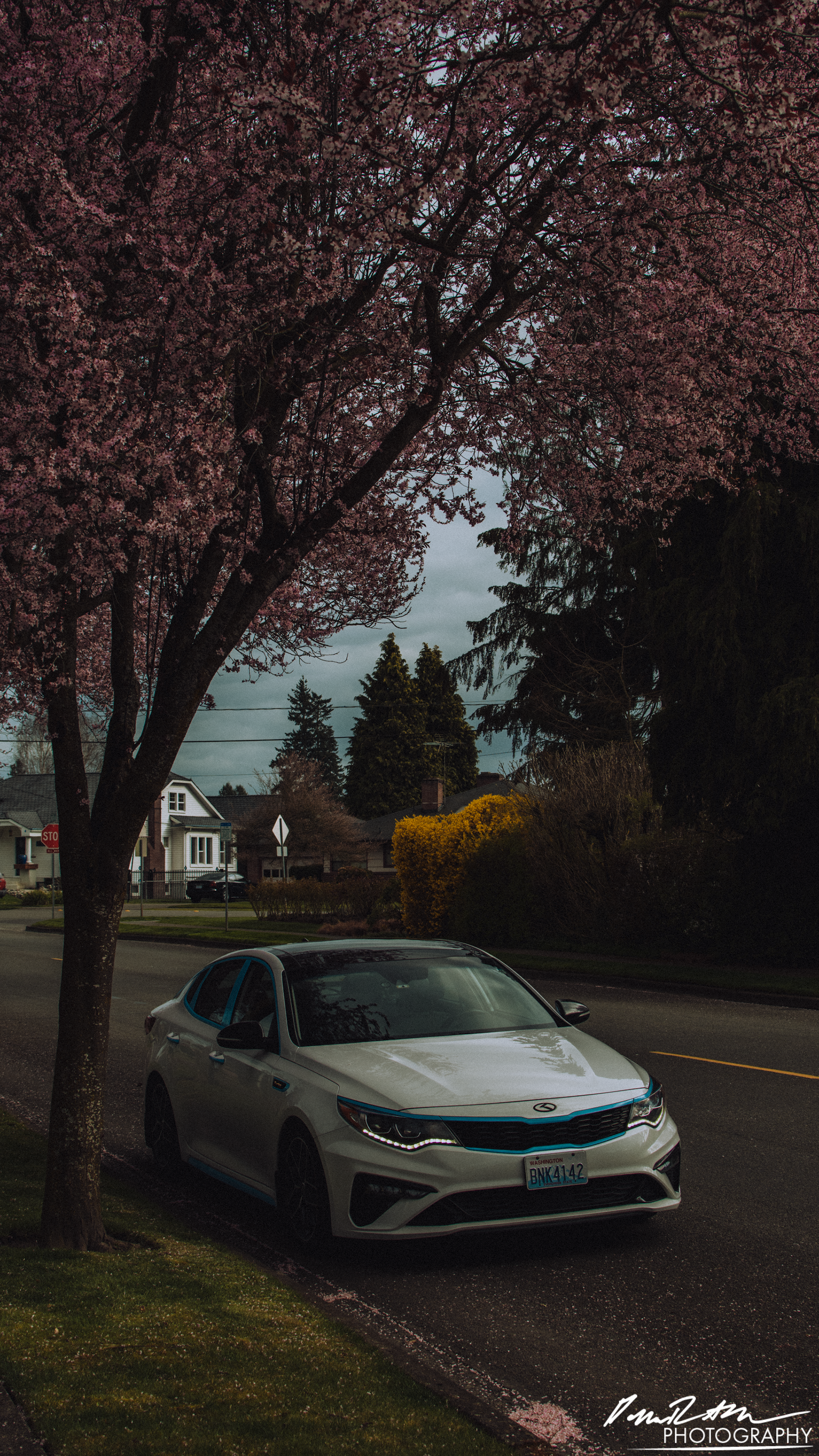 Blossoms, Sumner WA
