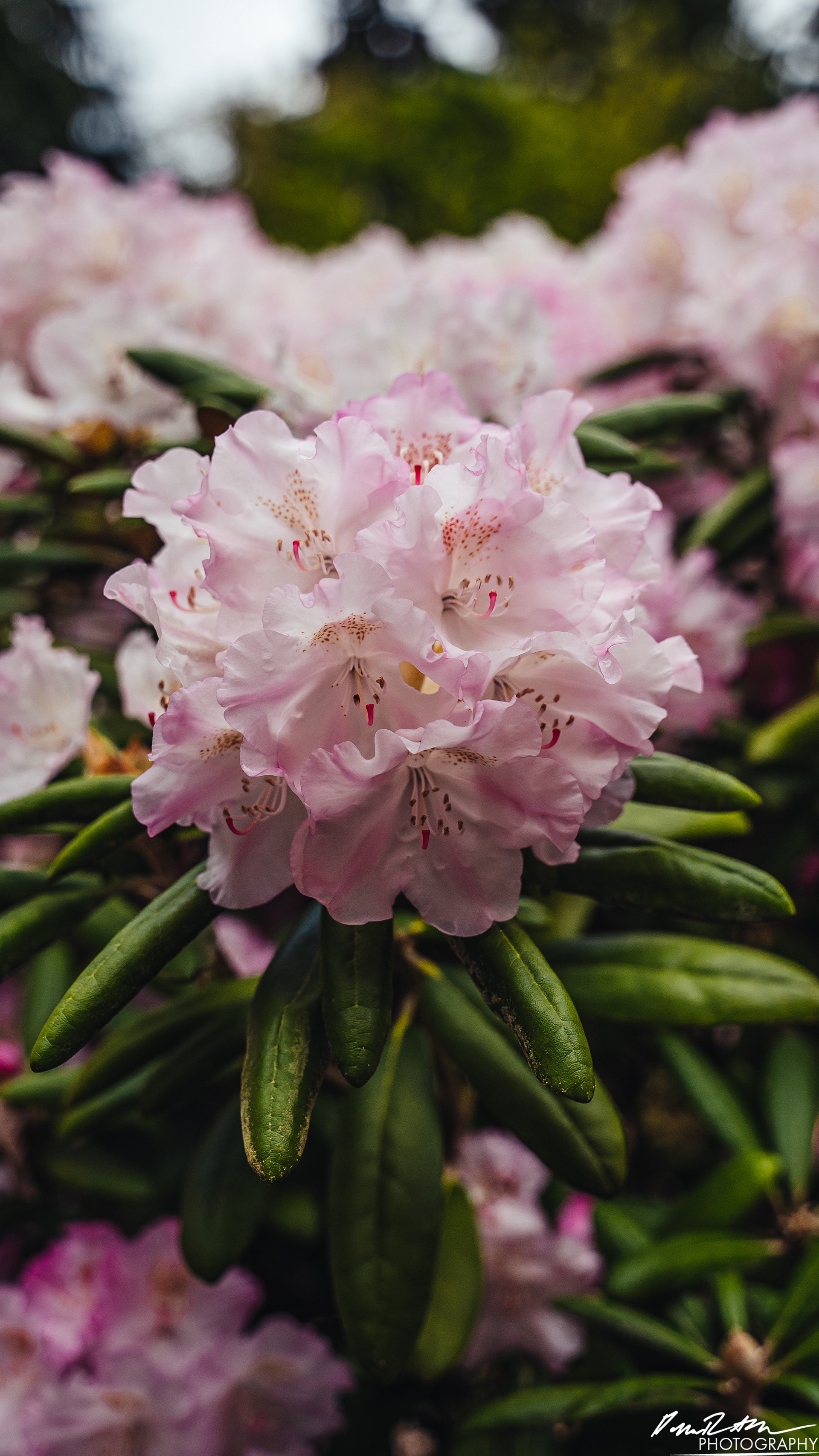 Arboretum - Seattle WA
