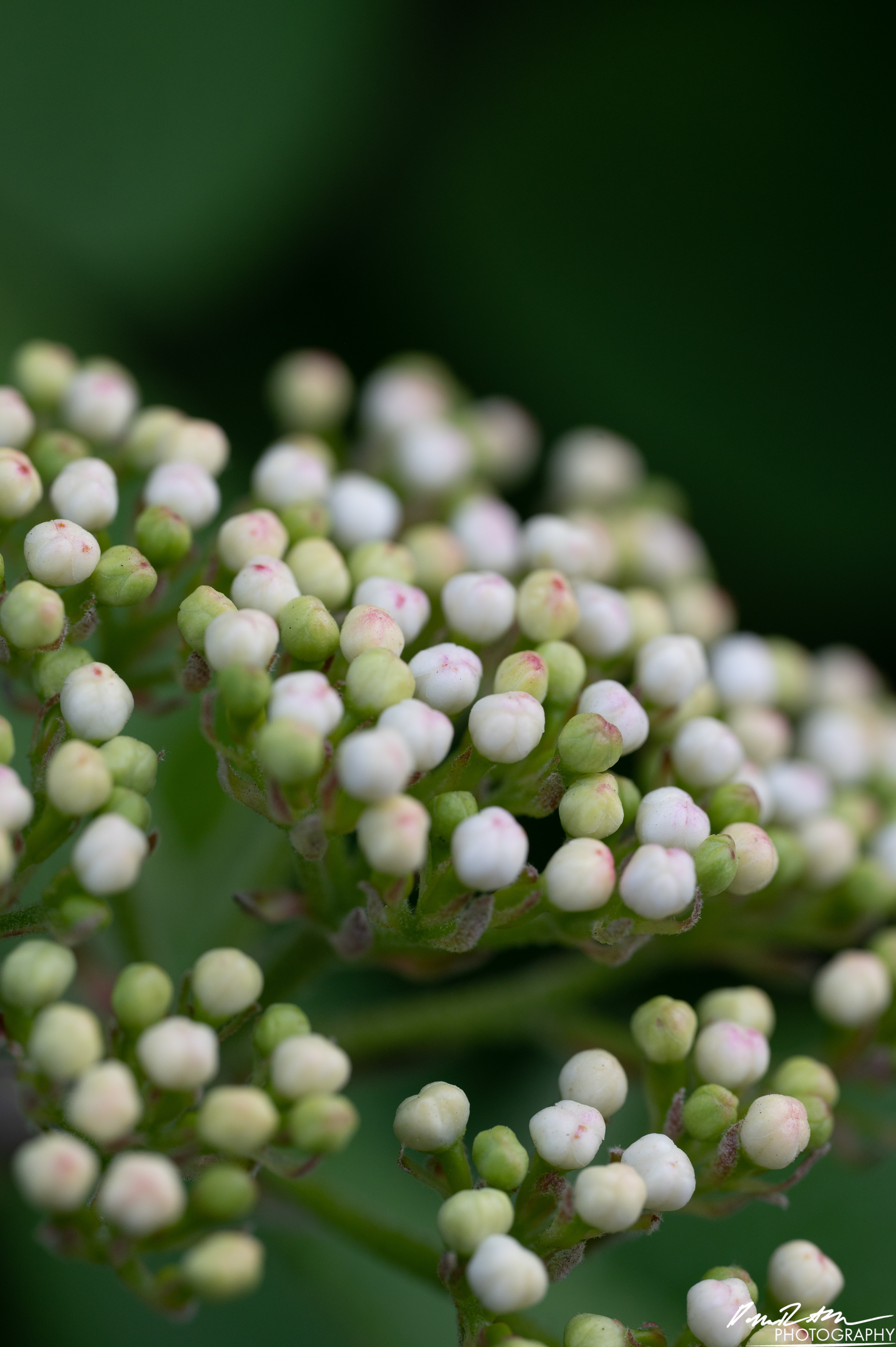 Up Close - Enumclaw WA