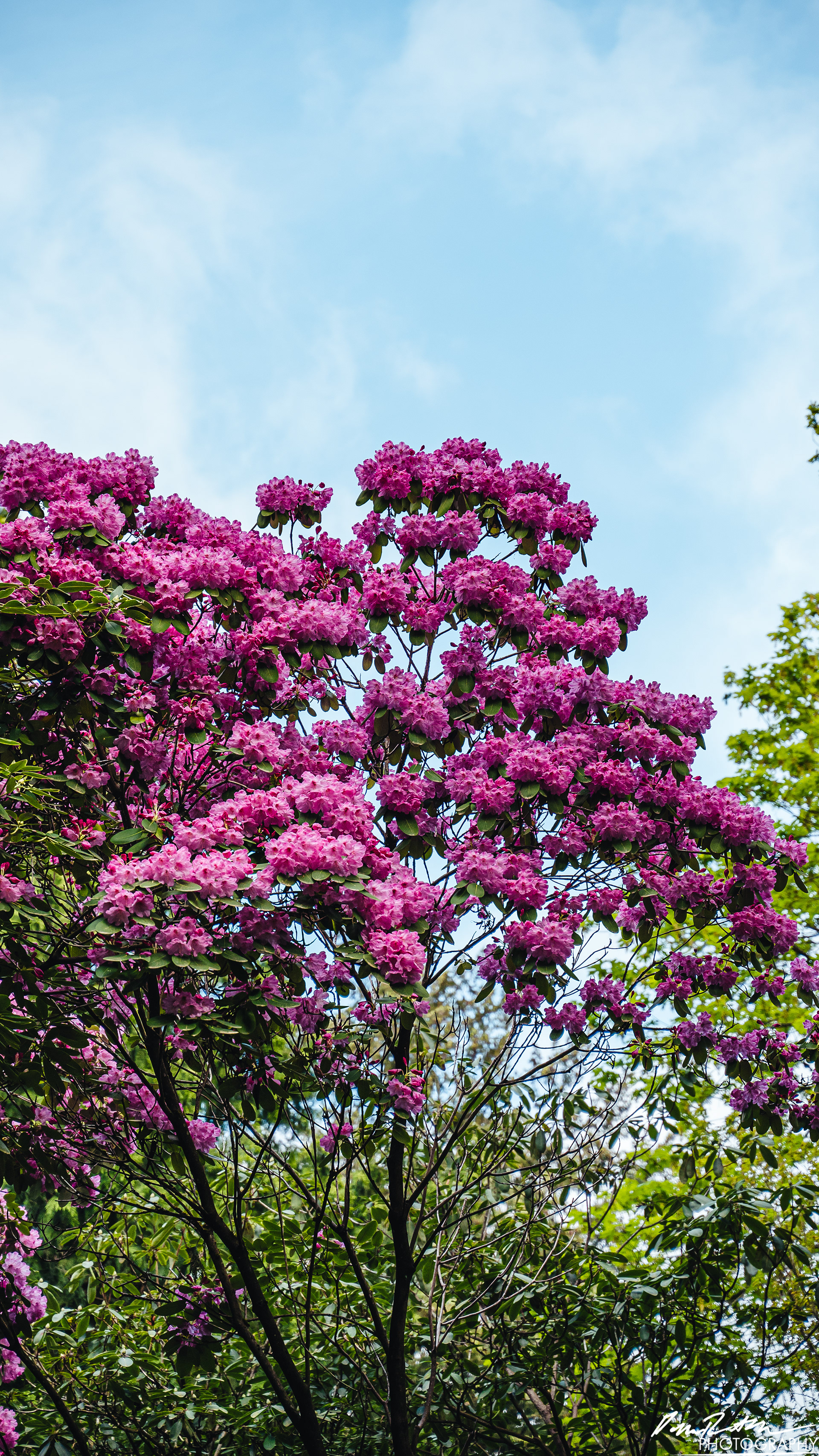 Arboretum - Seattle WA